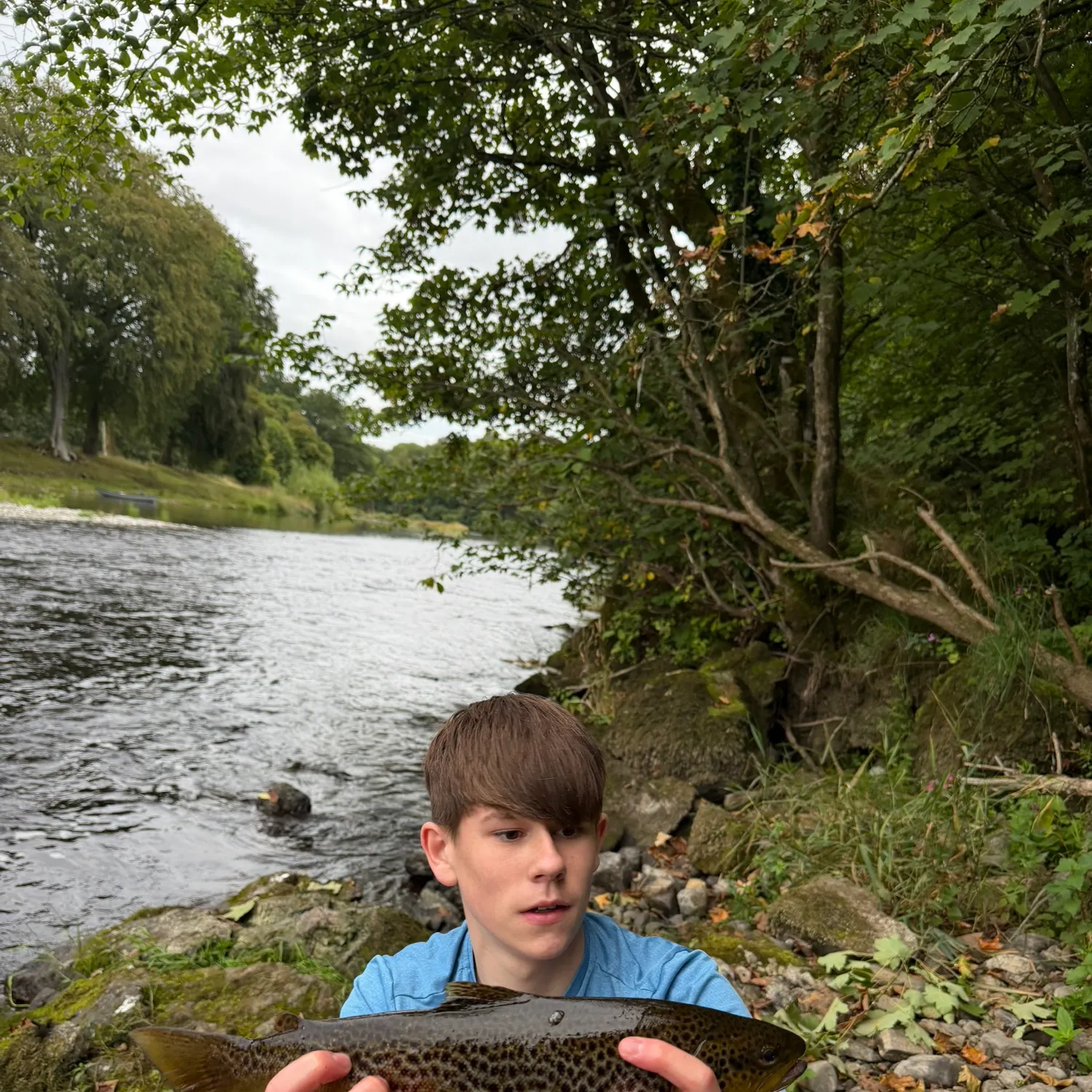 Brown trout caught on Fishbrain