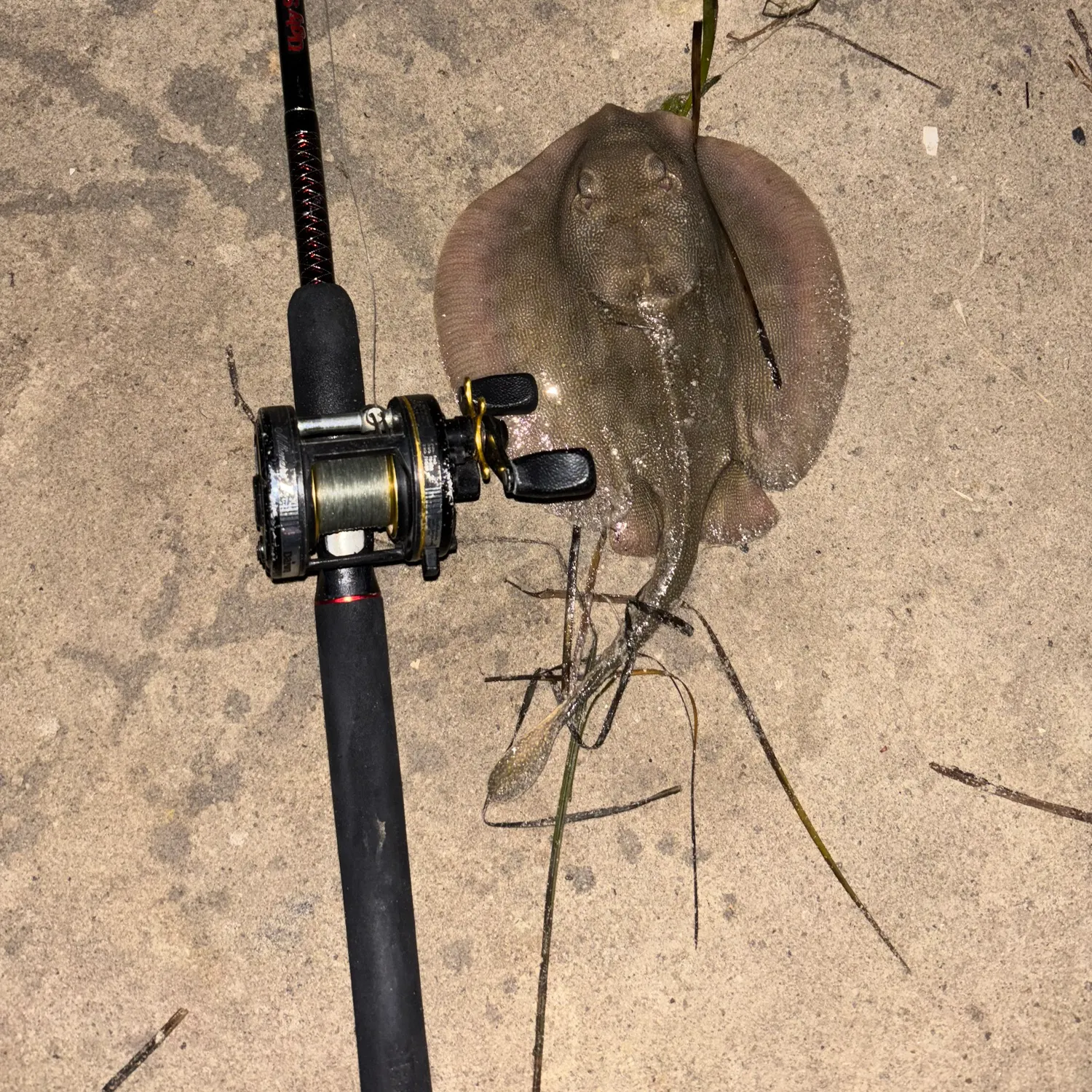 The most recent Haller's round ray catches on Fishbrain