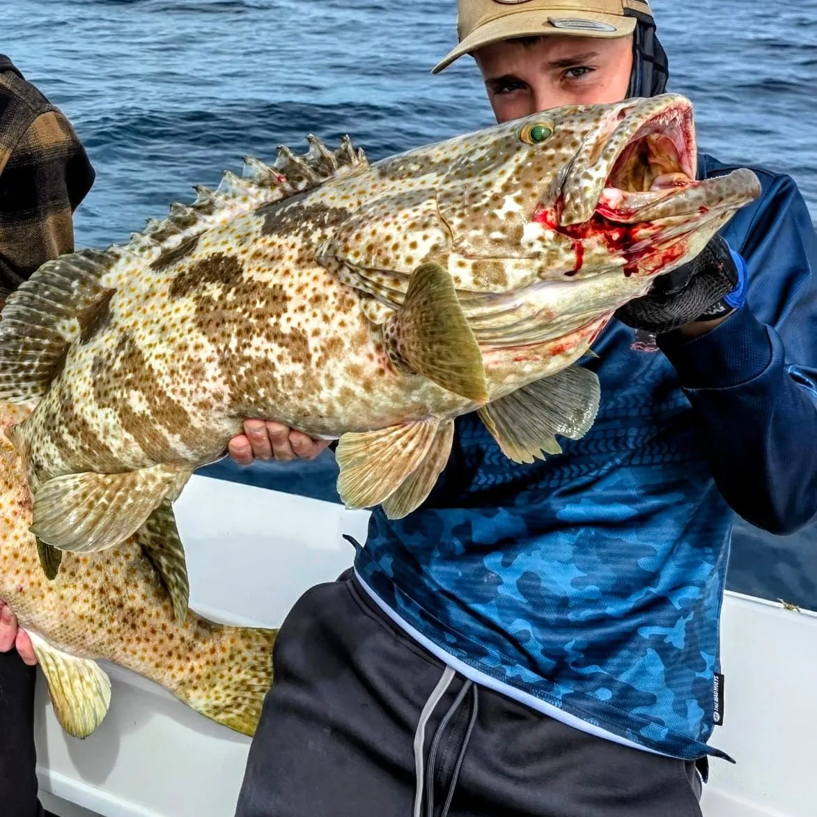 The most recent Orange-spotted grouper catches on Fishbrain