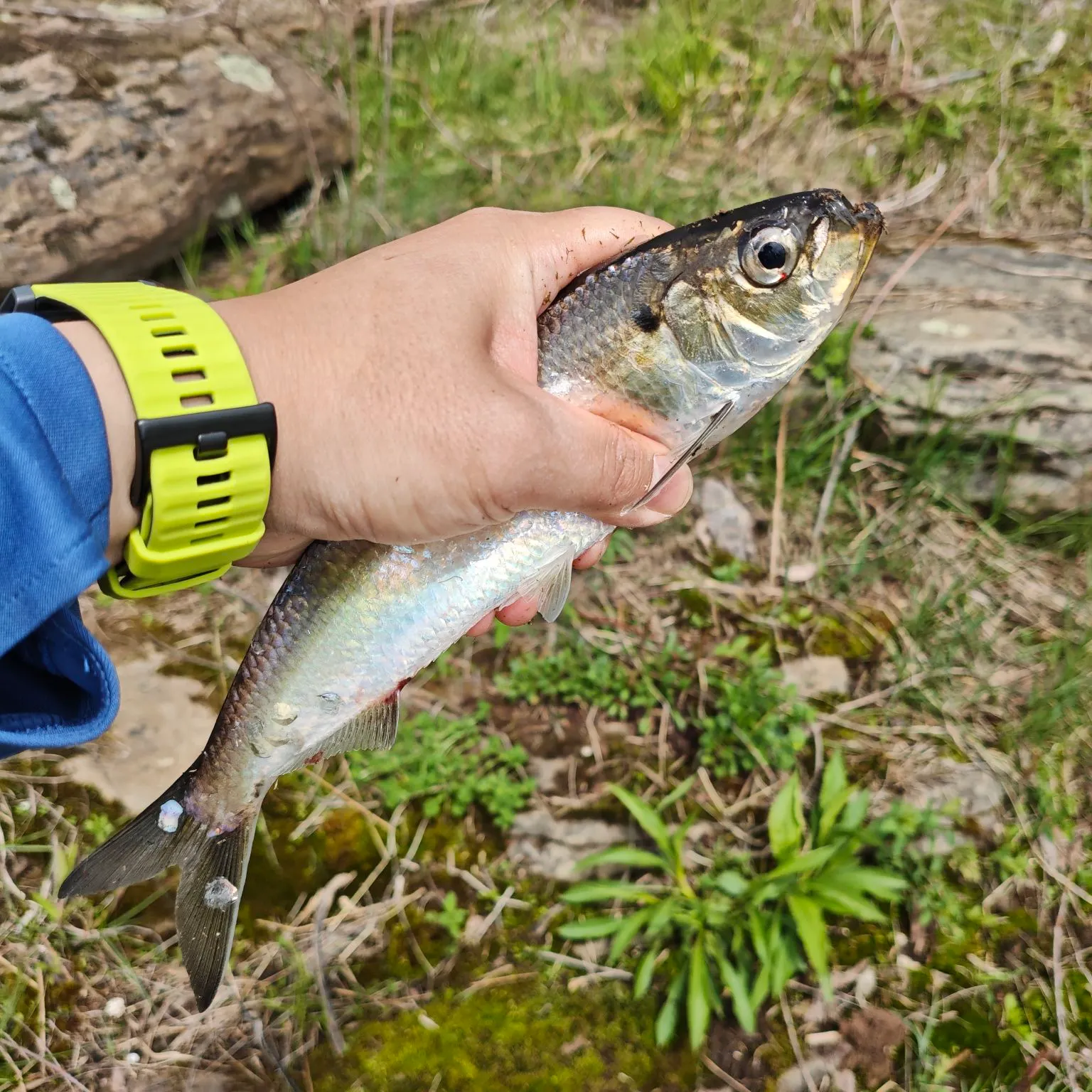 The most recent Alewife catches on Fishbrain