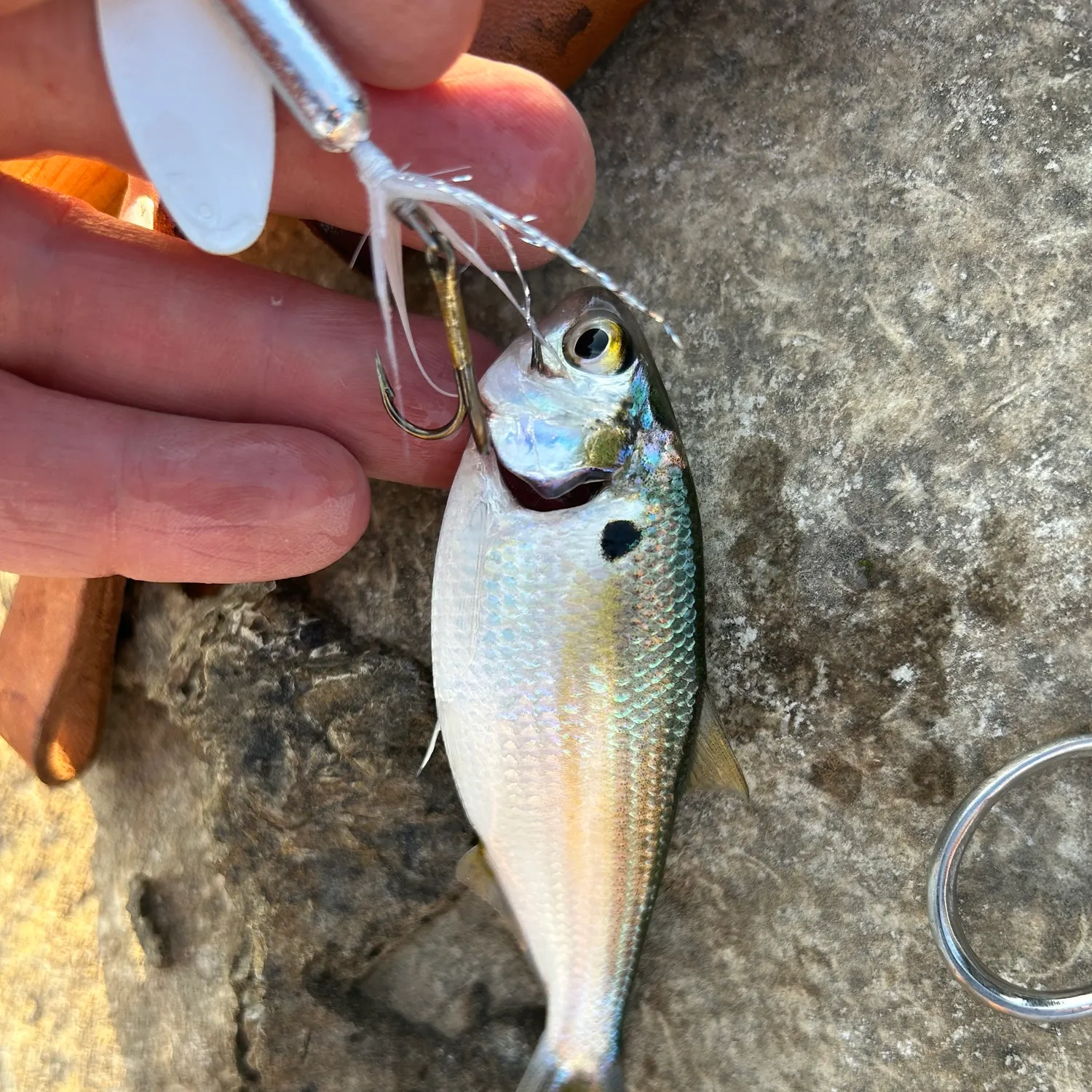 The most recent American gizzard shad catches on Fishbrain