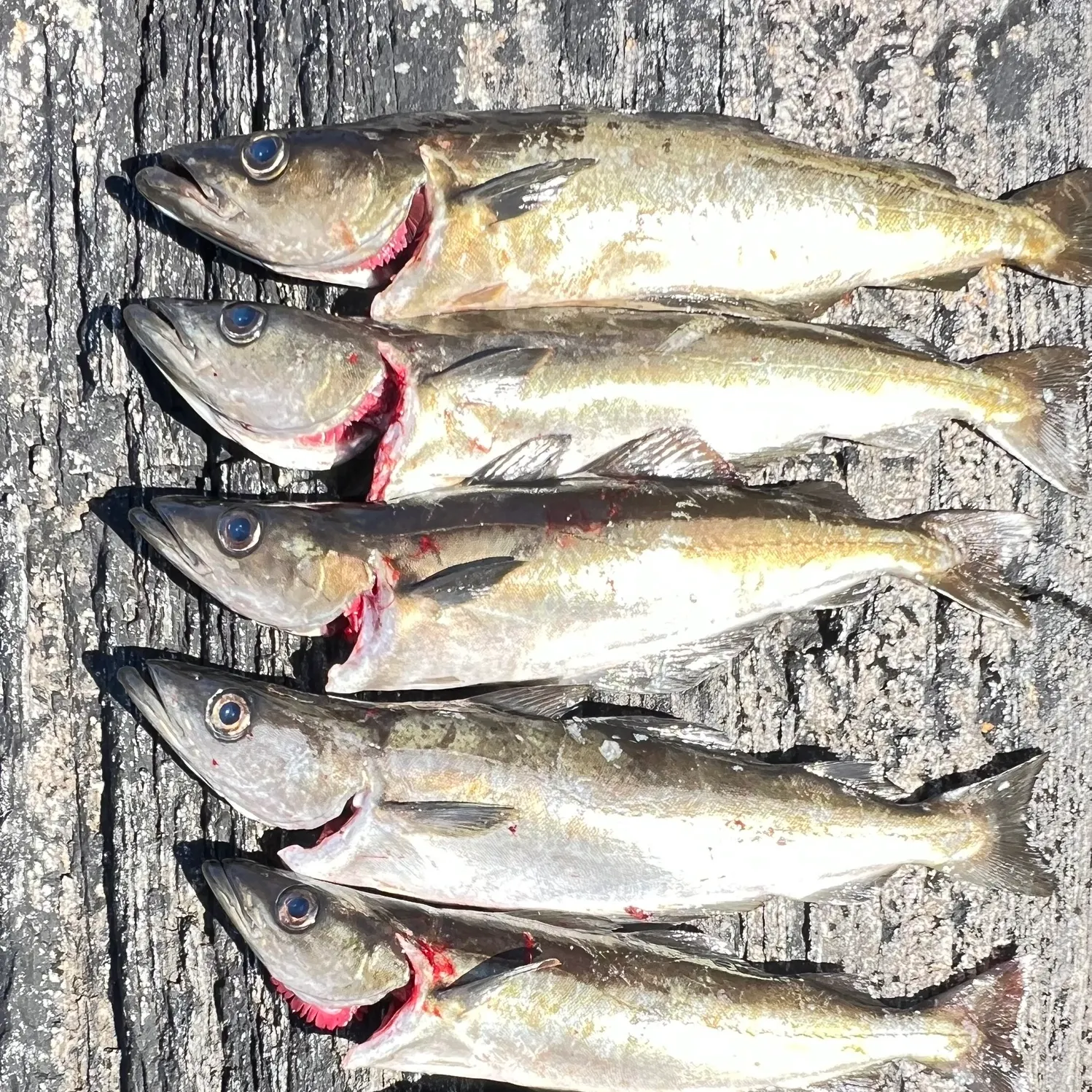 recently logged catches
