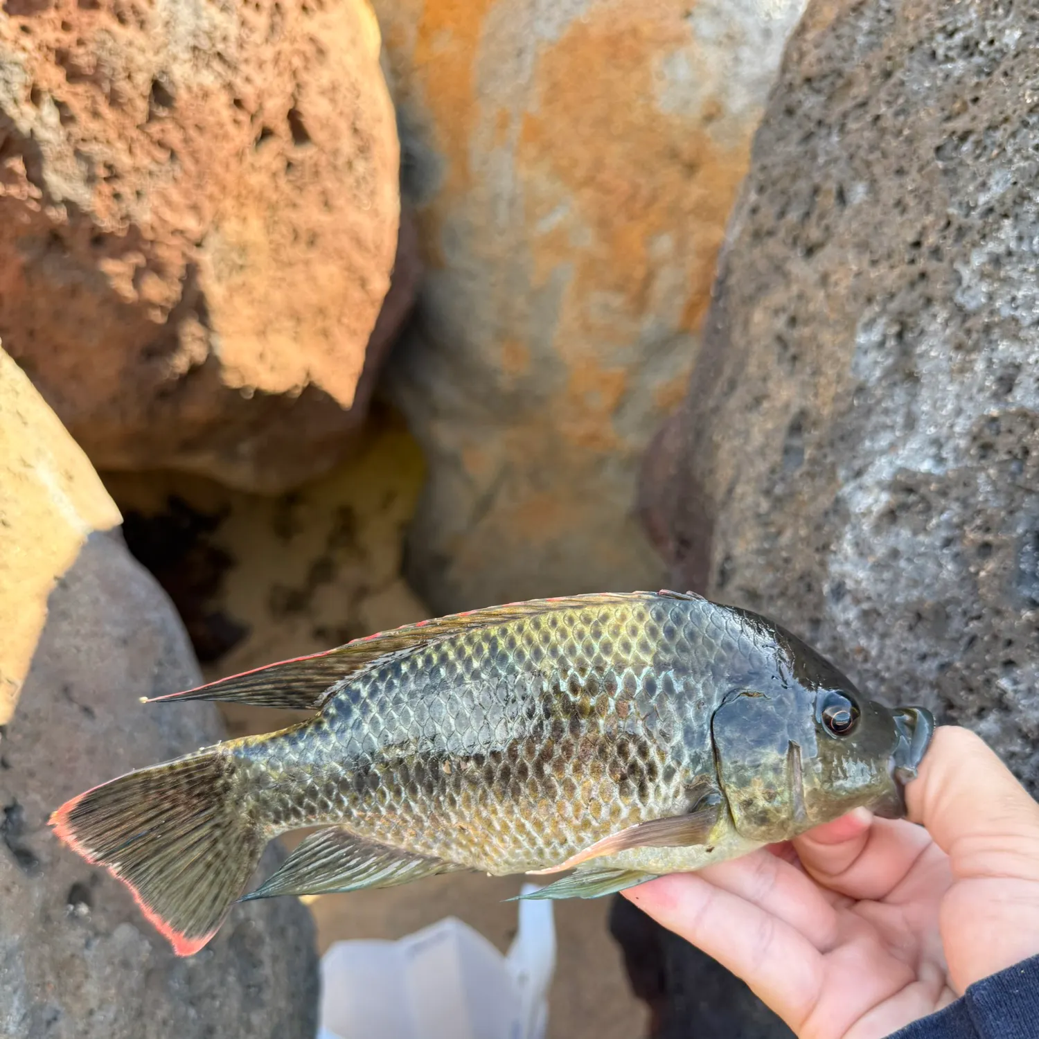 The most recent Mozambique tilapia catches on Fishbrain