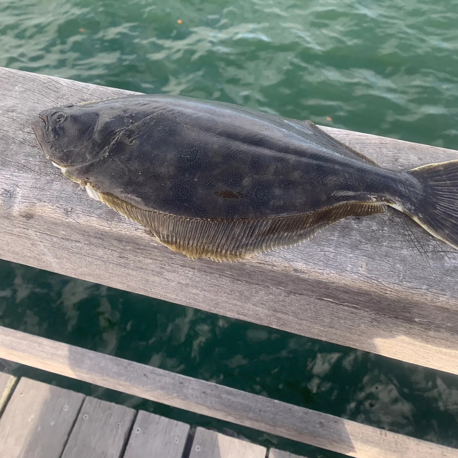 Summer flounder caught on Fishbrain