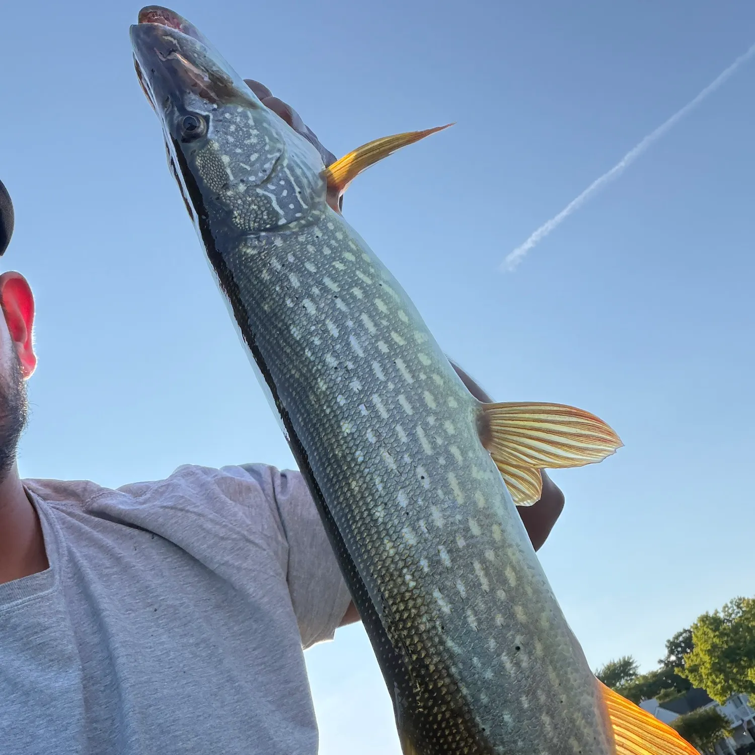 Northern pike caught on Fishbrain