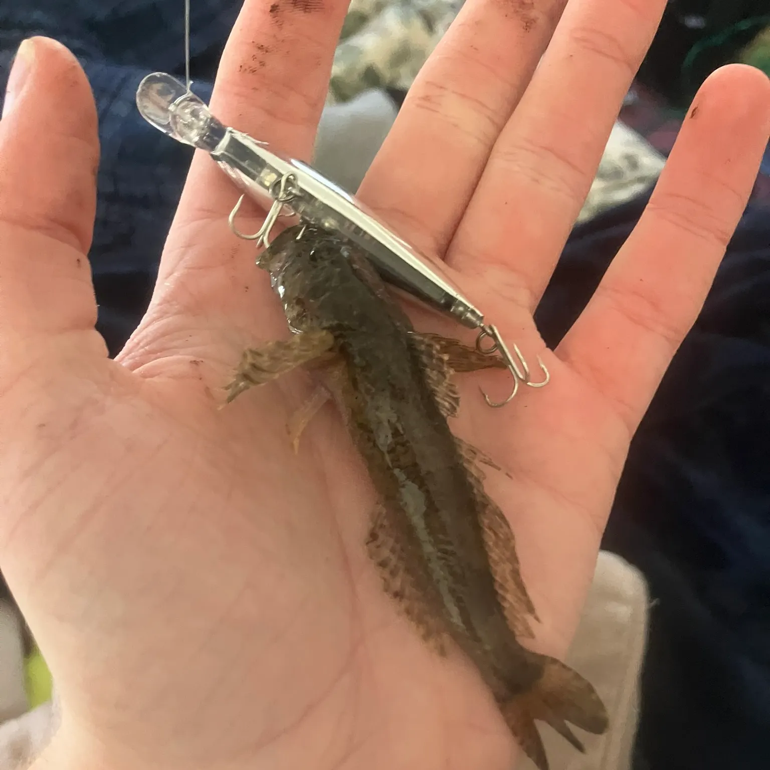 The most recent Mottled sculpin catches on Fishbrain