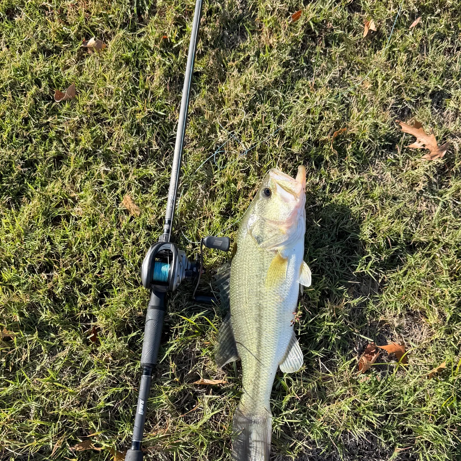 Largemouth bass caught on Fishbrain