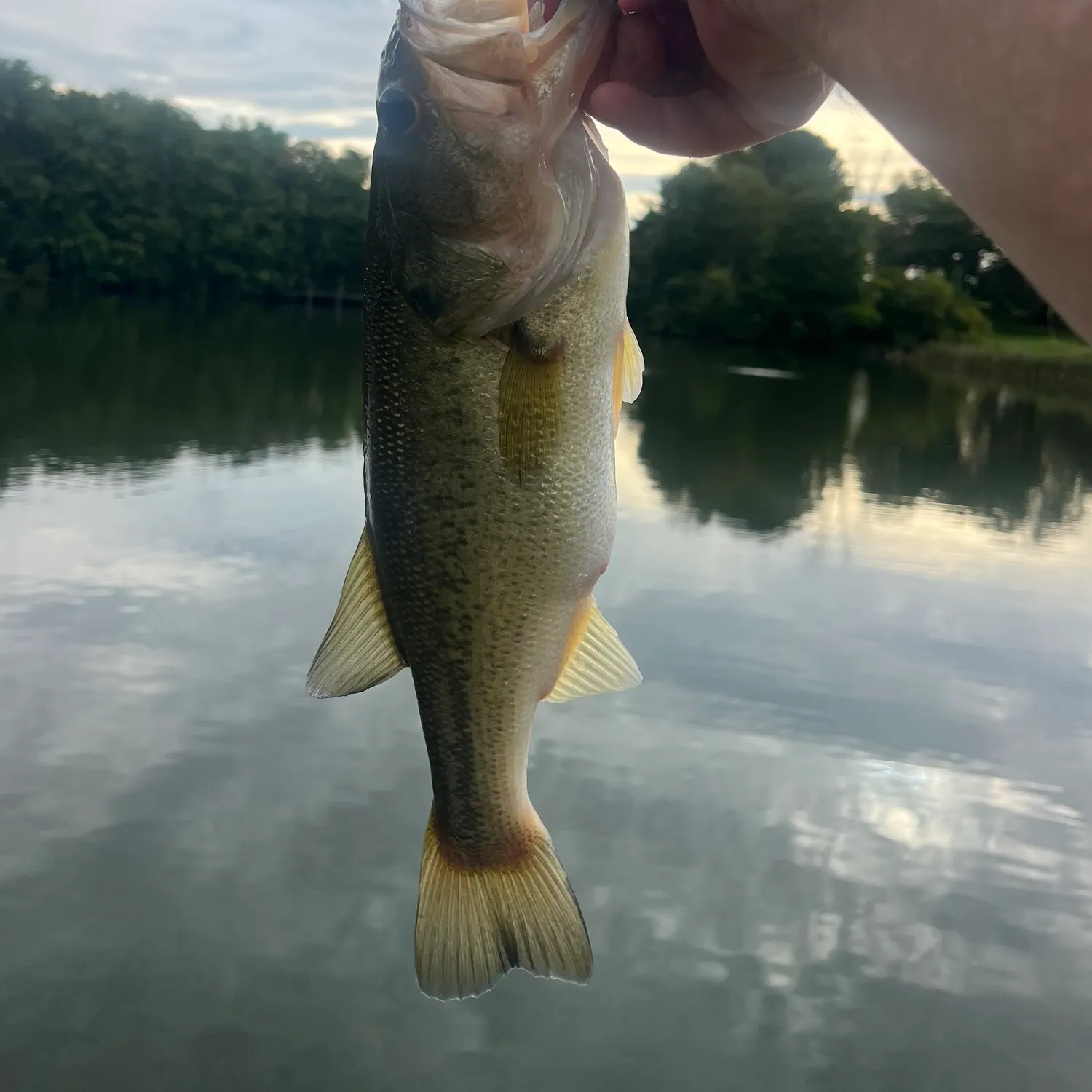 Largemouth bass caught on Fishbrain