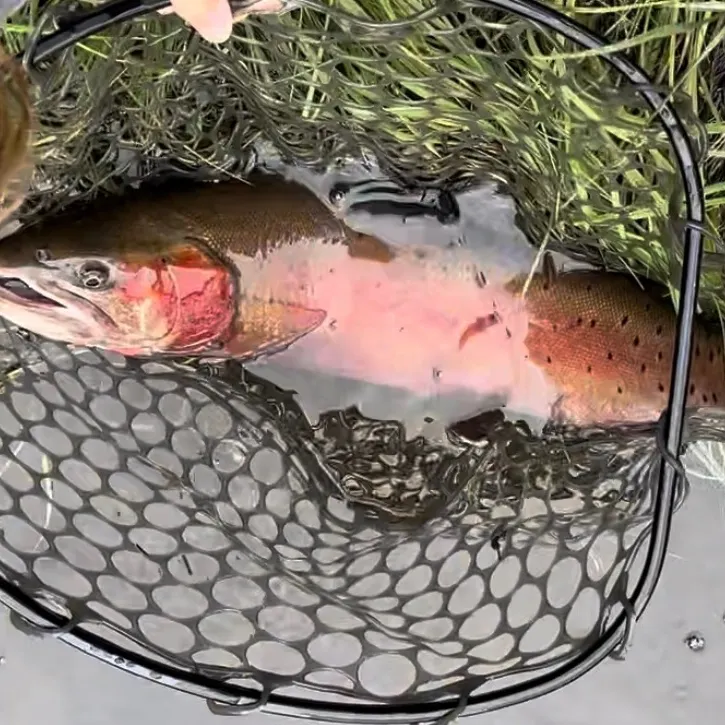 The most recent Lahontan cutthroat trout catches on Fishbrain