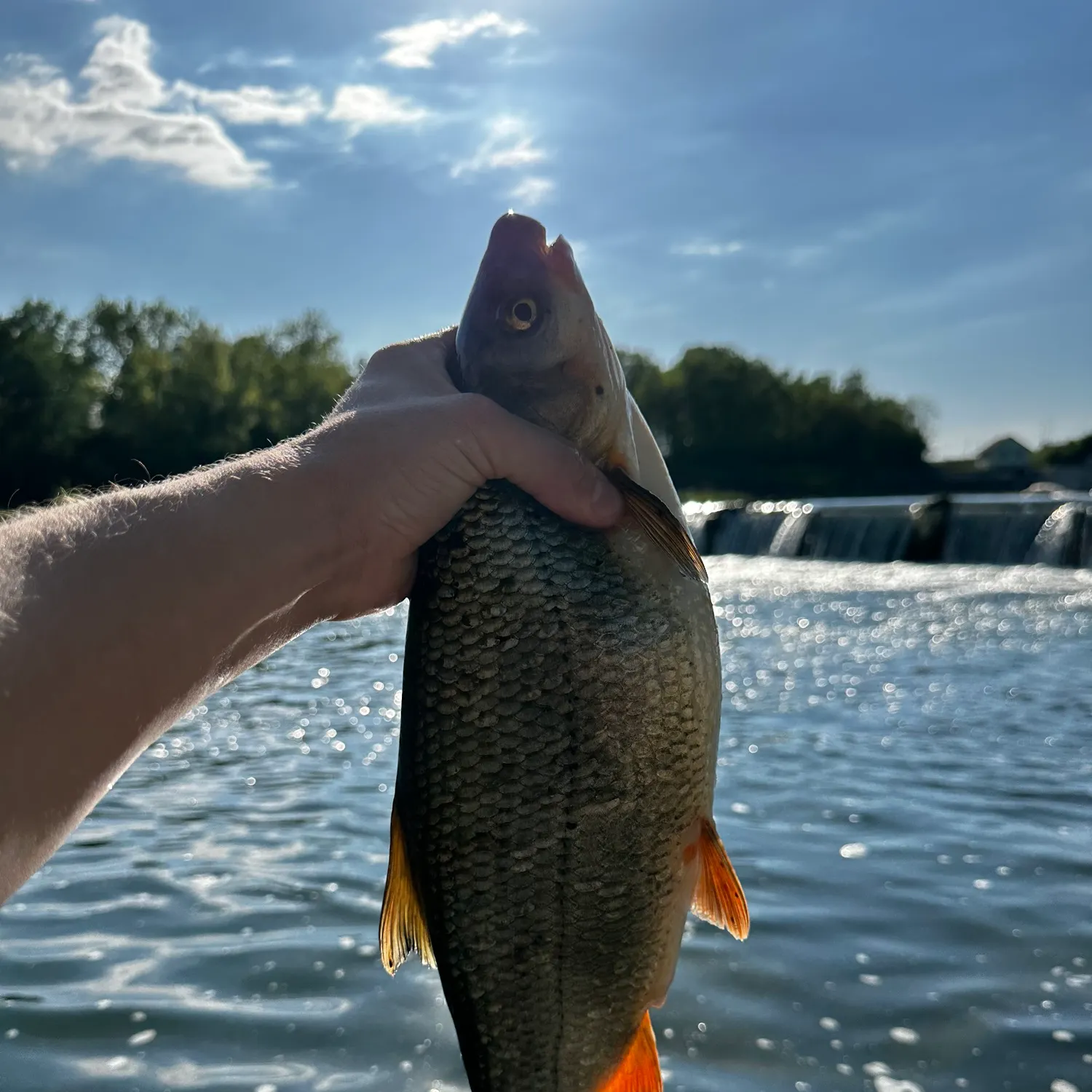 The most recent Common nase catches on Fishbrain