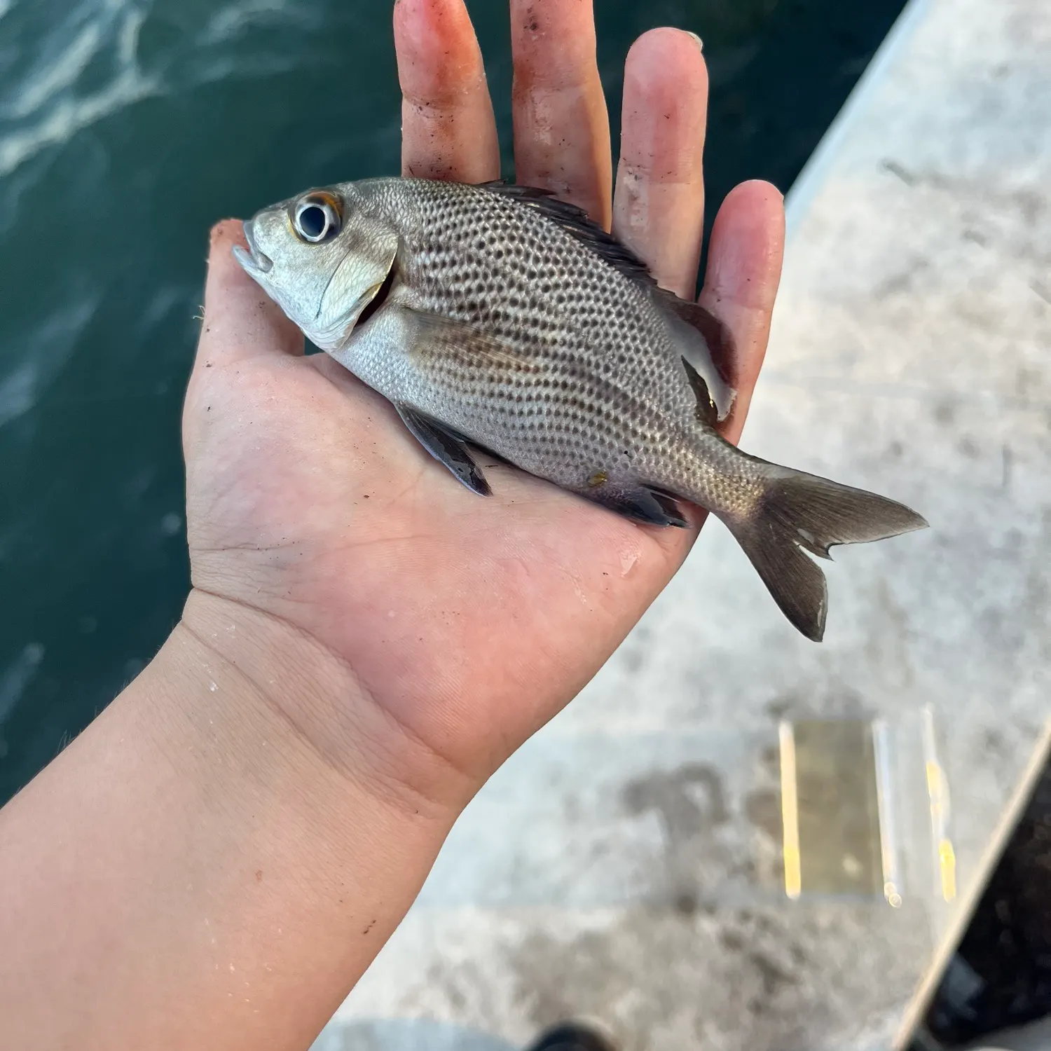 most liked catch image
