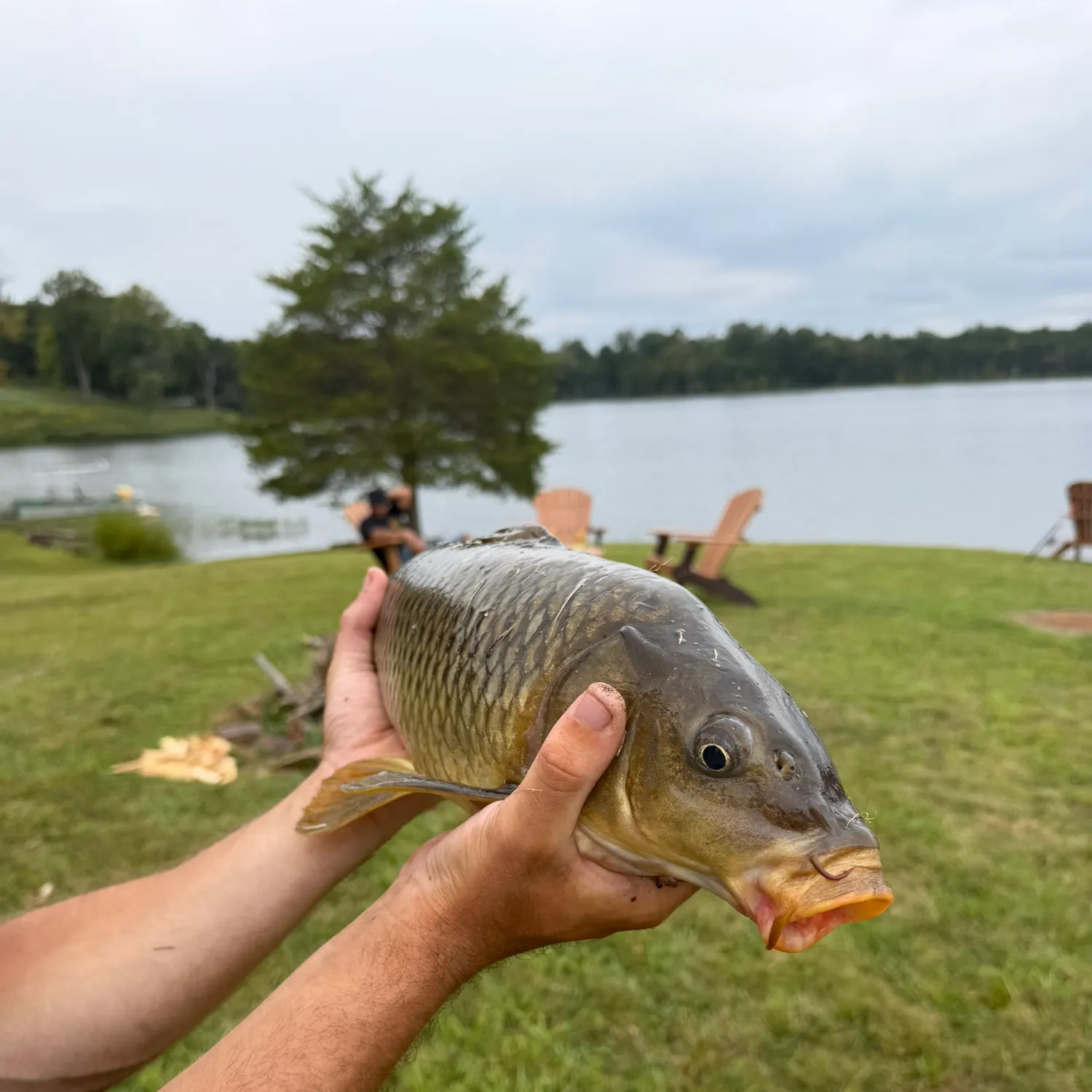 Common carp caught on Fishbrain