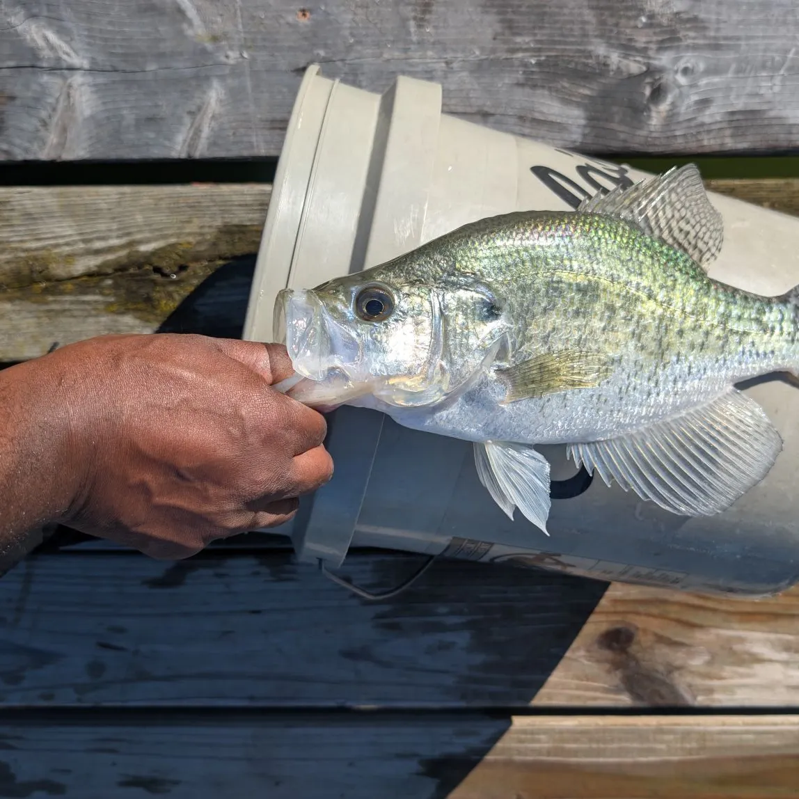 White crappie caught on Fishbrain