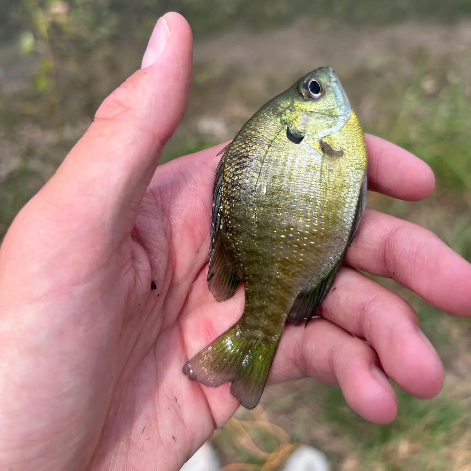 Bluegill caught on Fishbrain