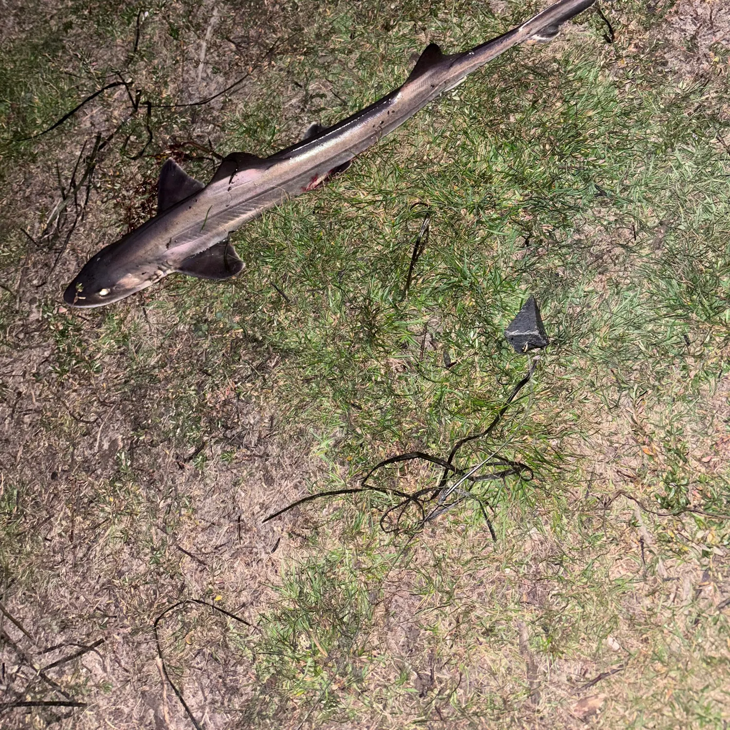 The most recent Grey smooth-hound catches on Fishbrain