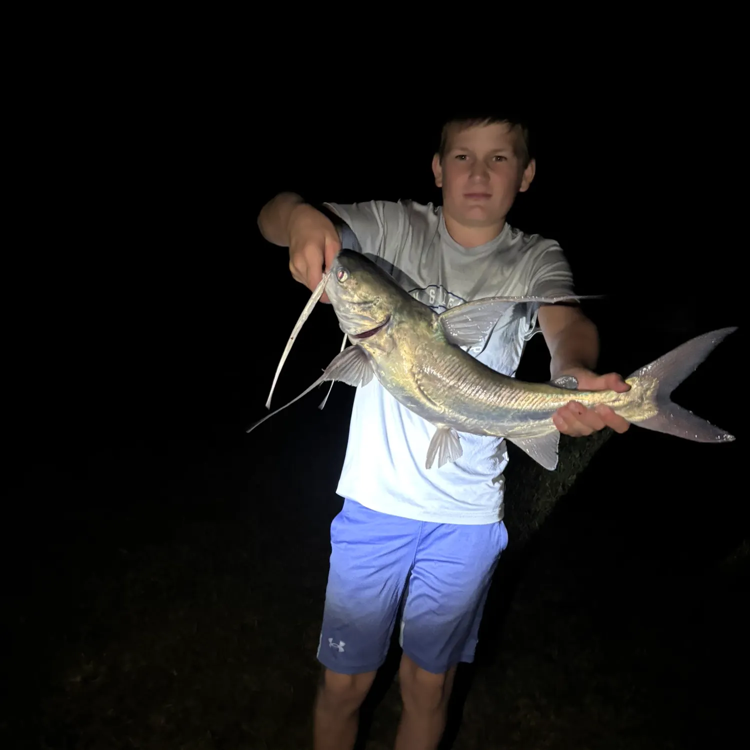 Gafftopsail sea catfish caught on Fishbrain