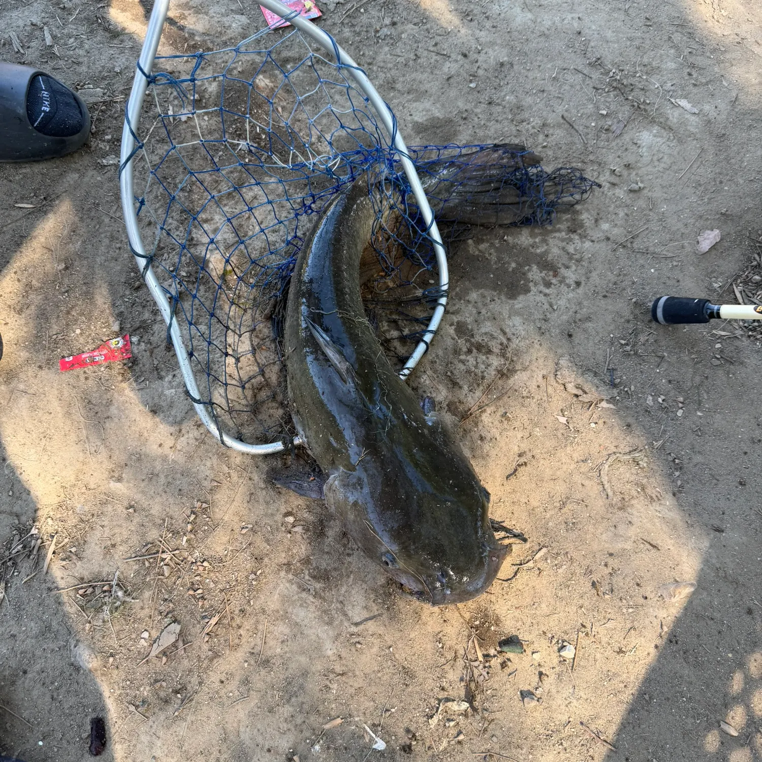 Channel catfish caught on Fishbrain