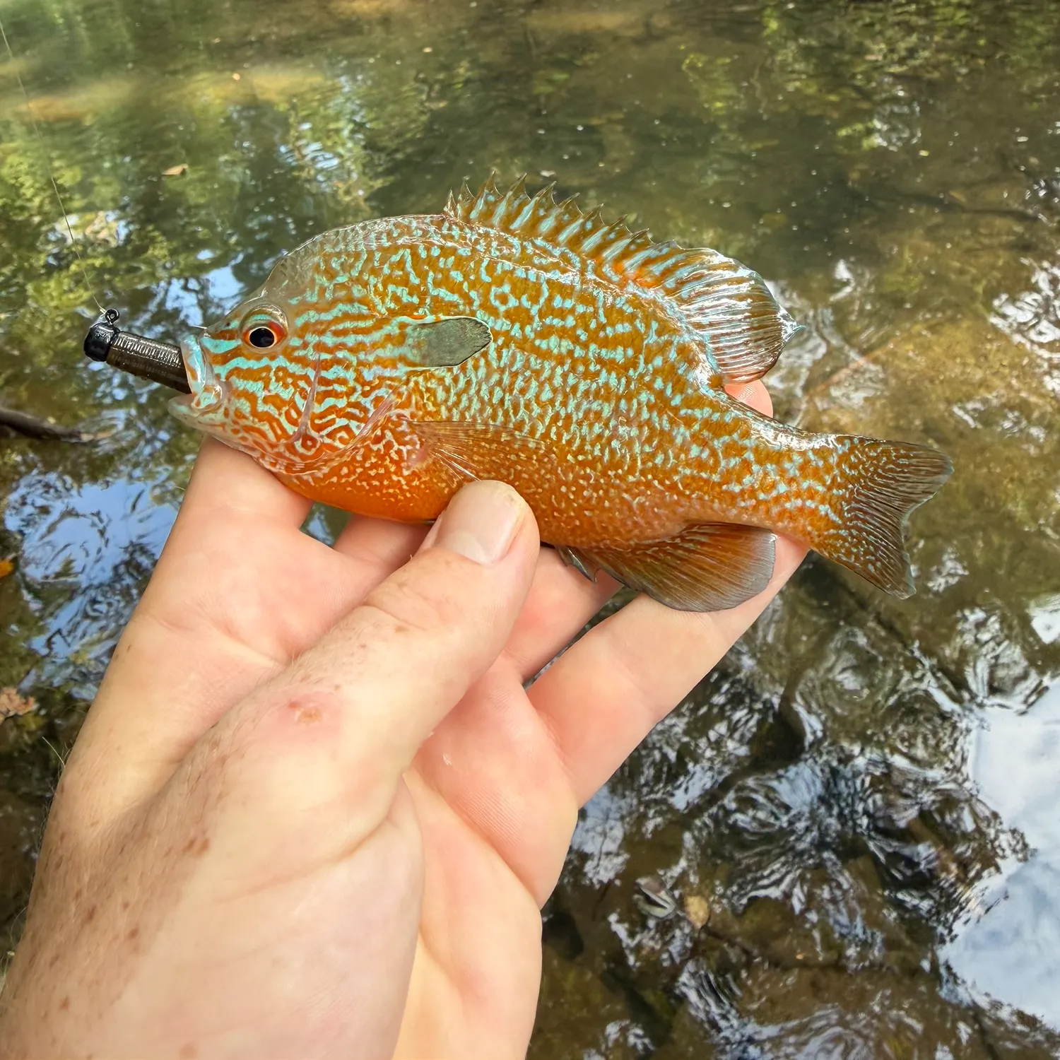 The most recent Longear sunfish catches on Fishbrain