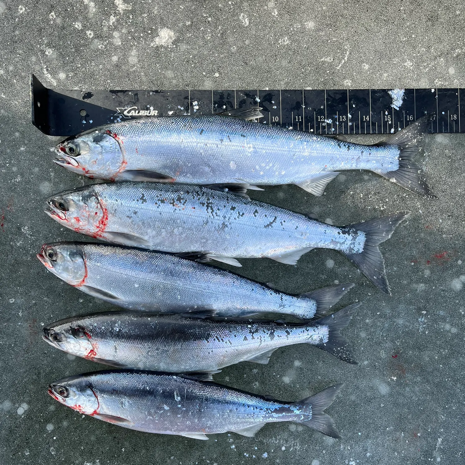 recently logged catches