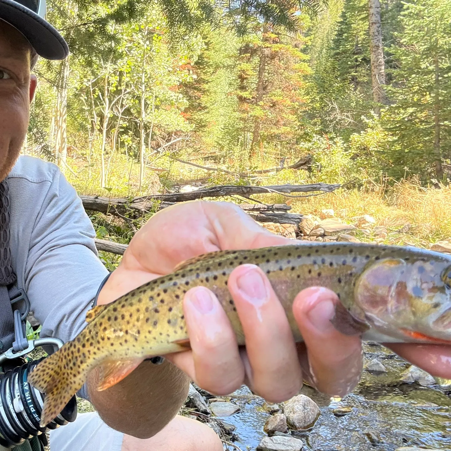 The most recent Yellowstone cutthroat trout catches on Fishbrain