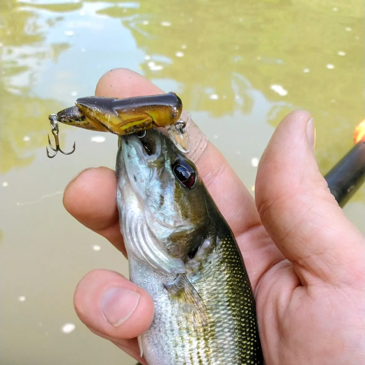 The most recent Redeye bass catches on Fishbrain