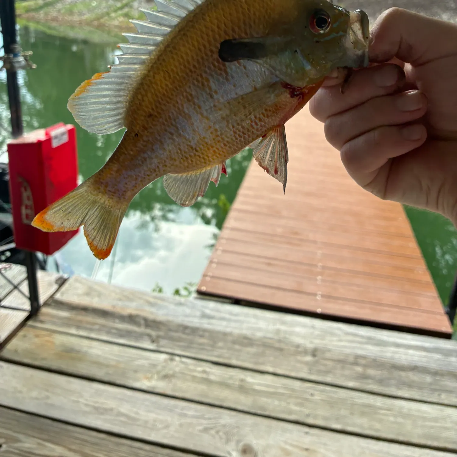 The most recent Redbreast × green sunfish catches on Fishbrain