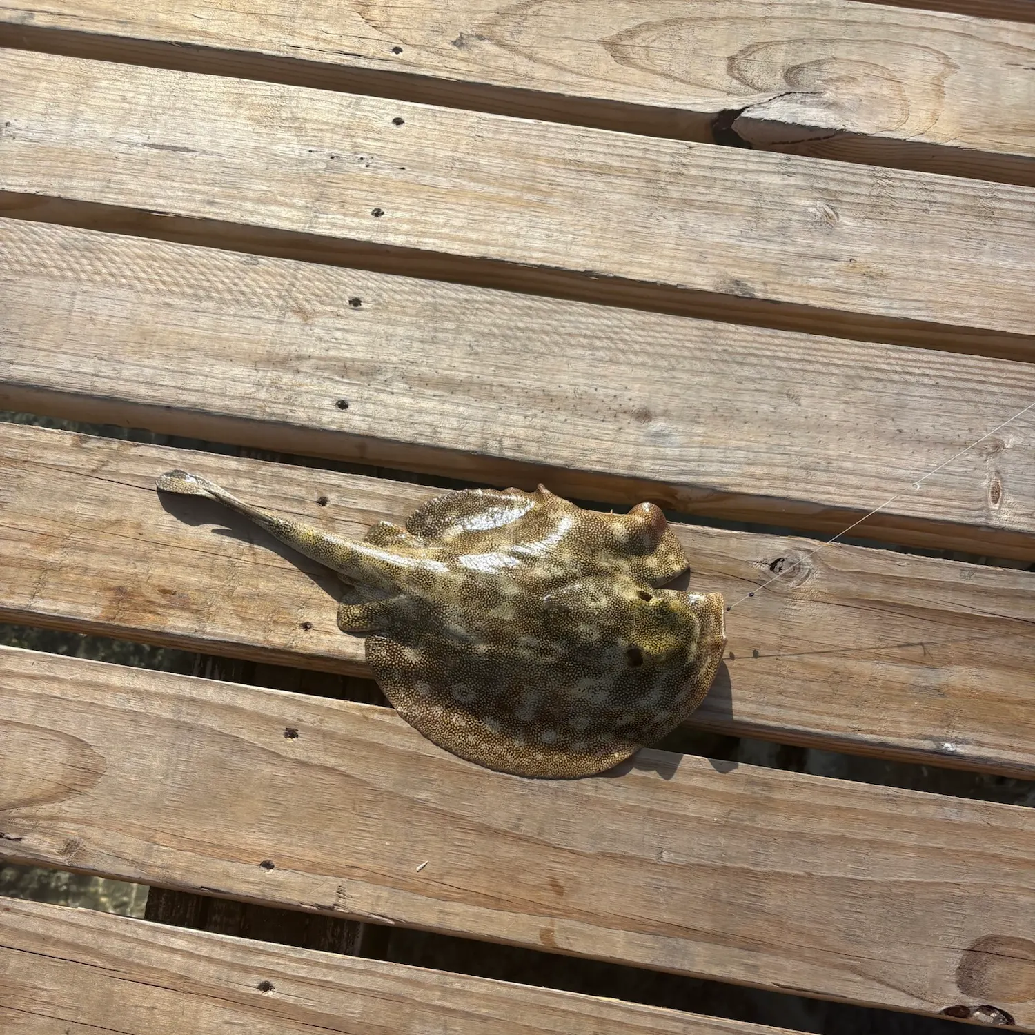 The most recent Little Skate catches on Fishbrain
