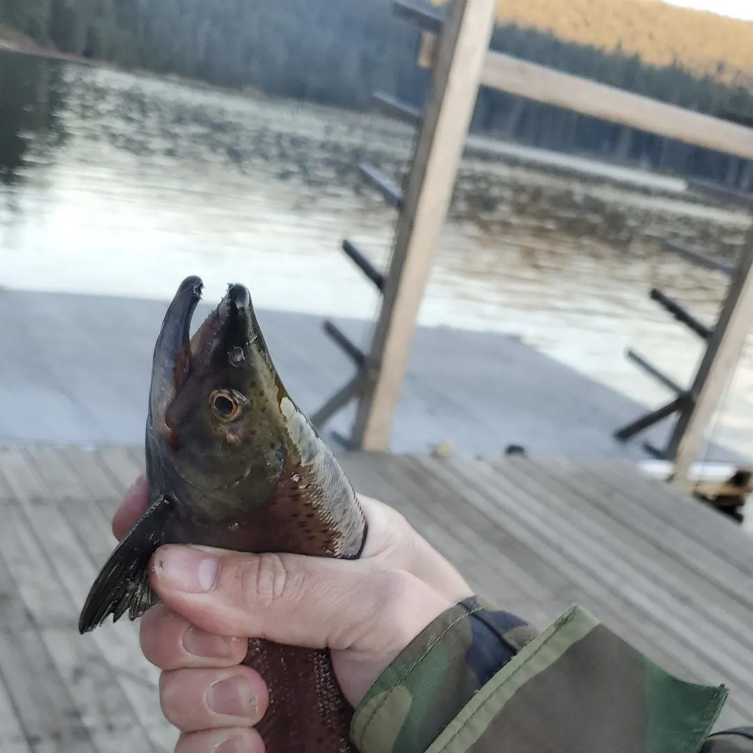 The most recent Kokanee salmon catches on Fishbrain