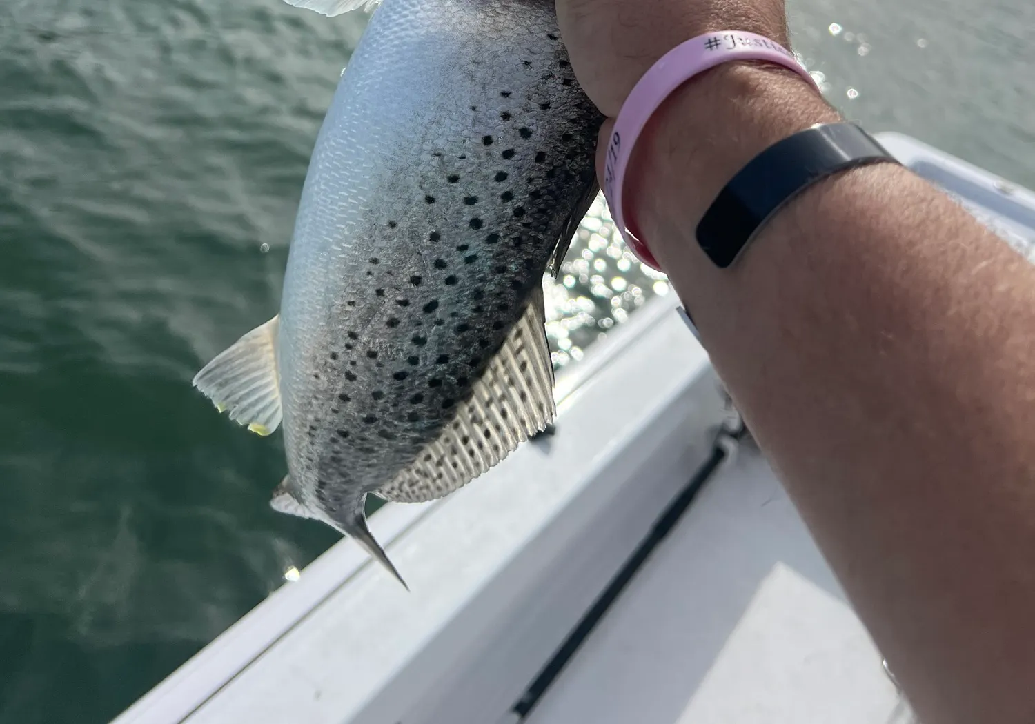 Gray weakfish