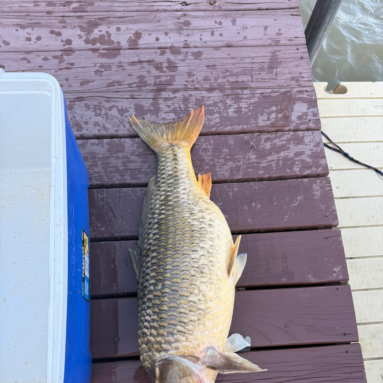 Common carp caught on Fishbrain