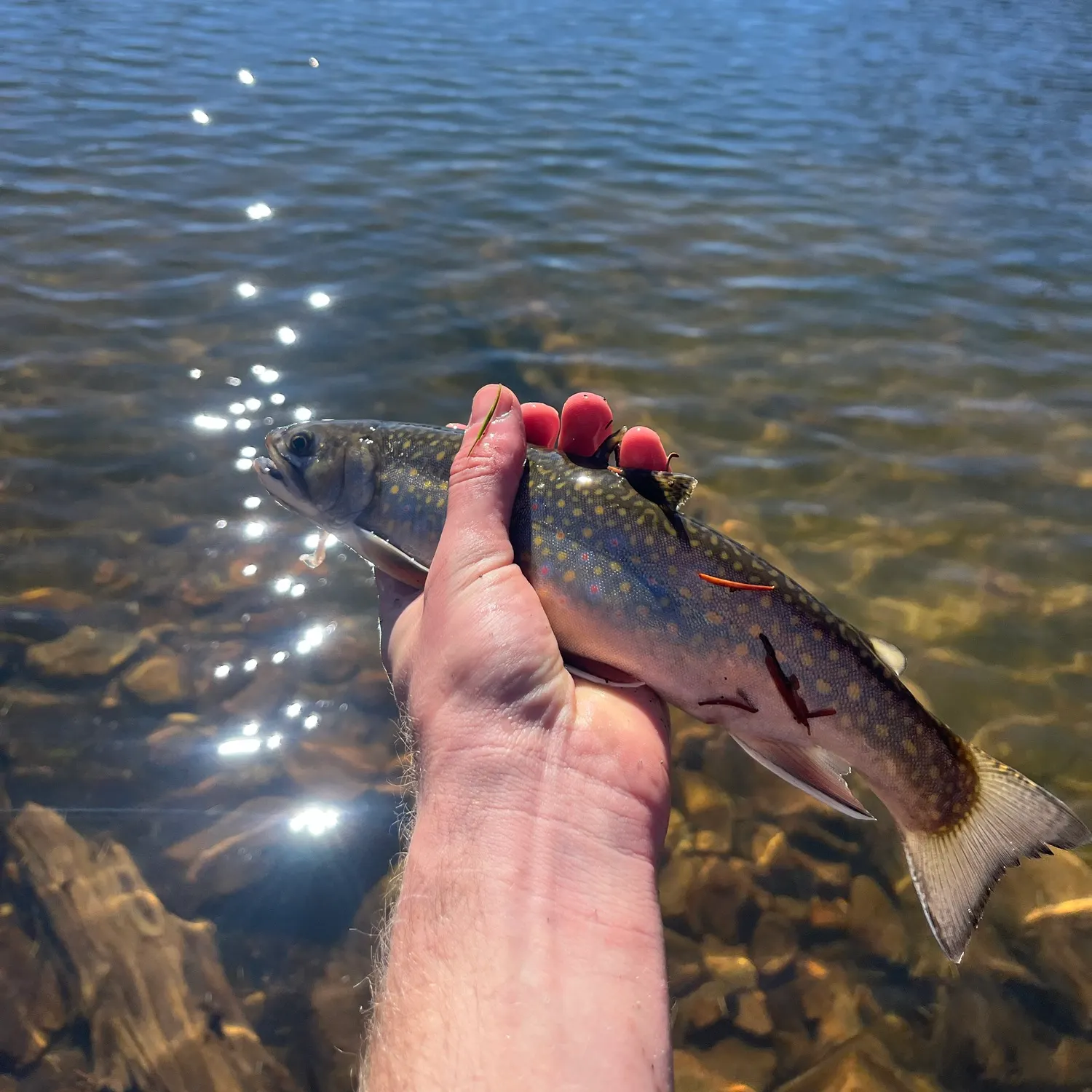 Brook trout caught on Fishbrain