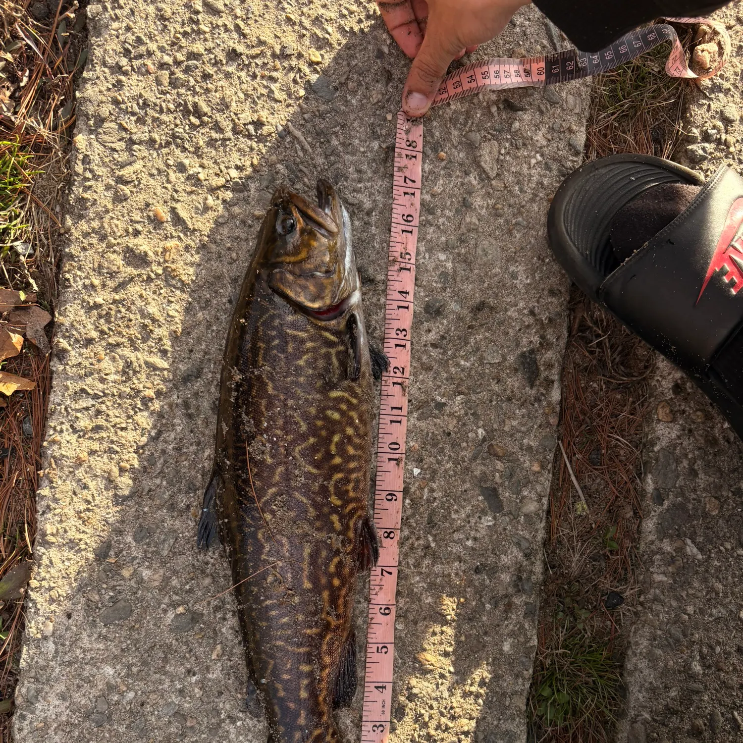 recently logged catches