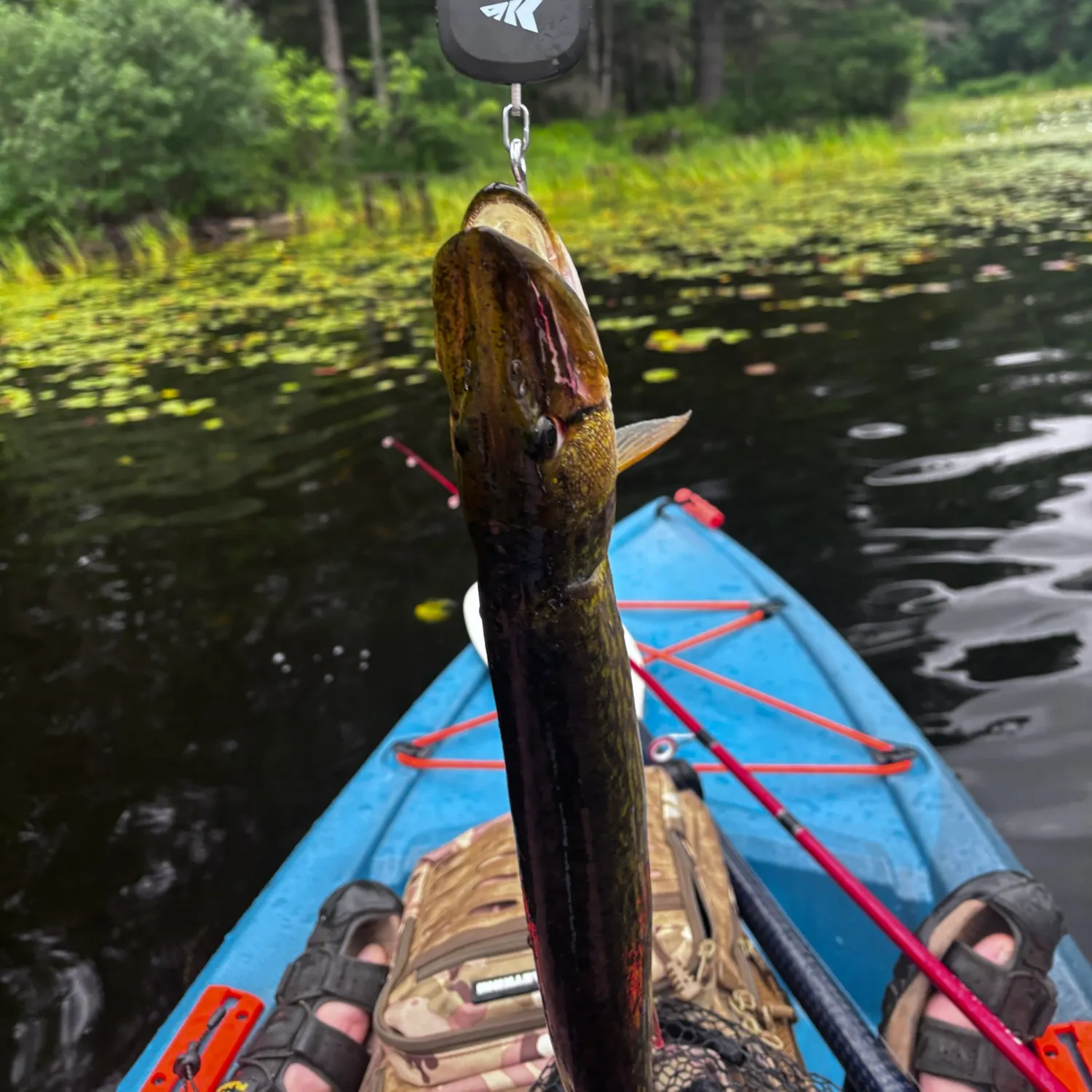recently logged catches