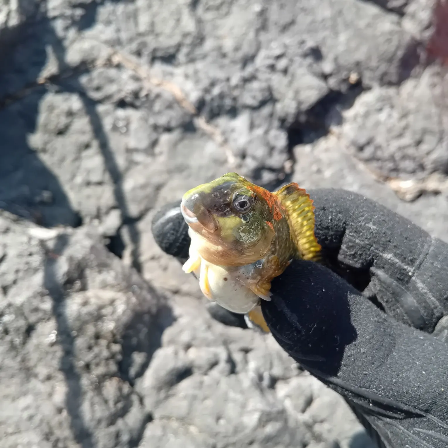 The most recent Bearded brotula catches on Fishbrain