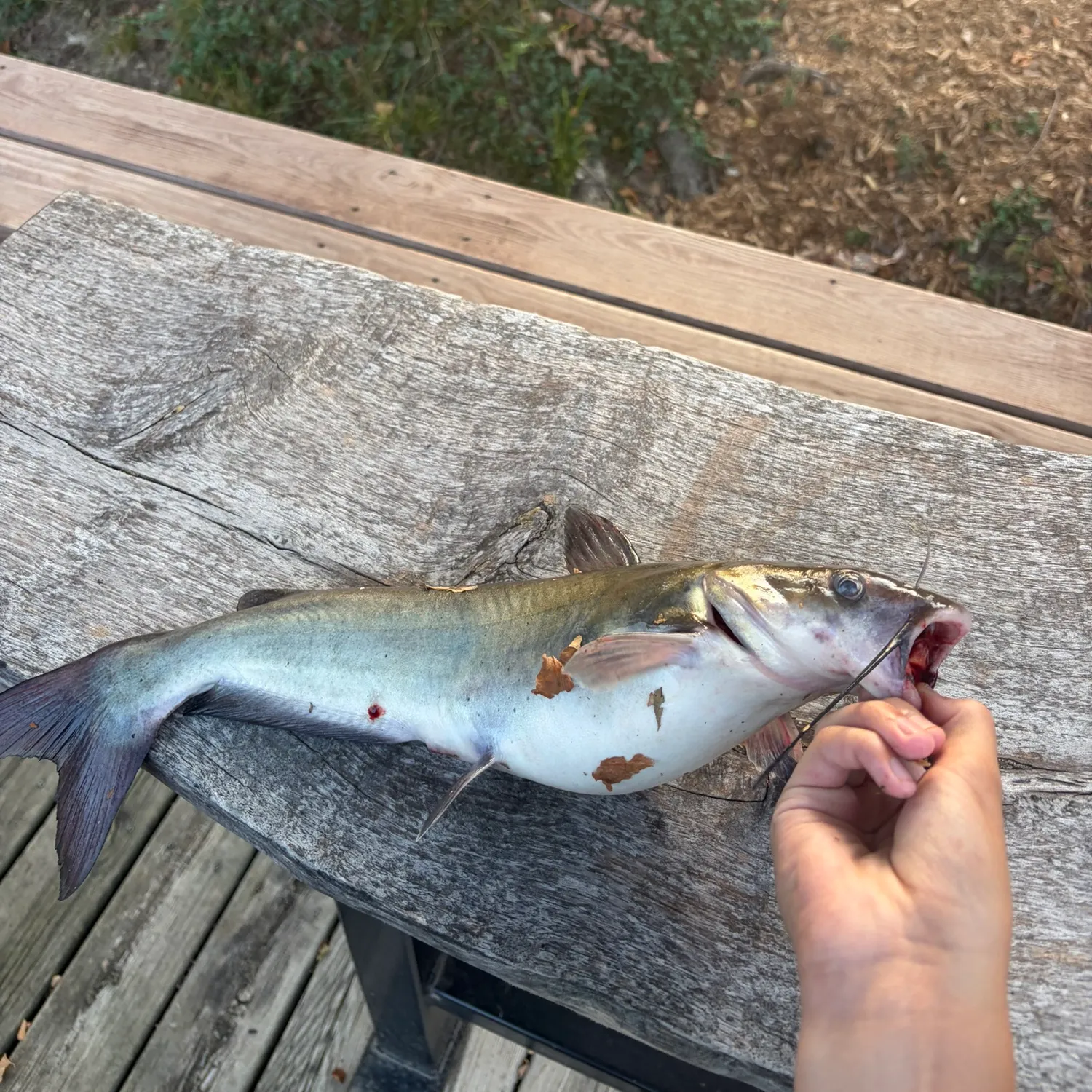 Channel catfish caught on Fishbrain