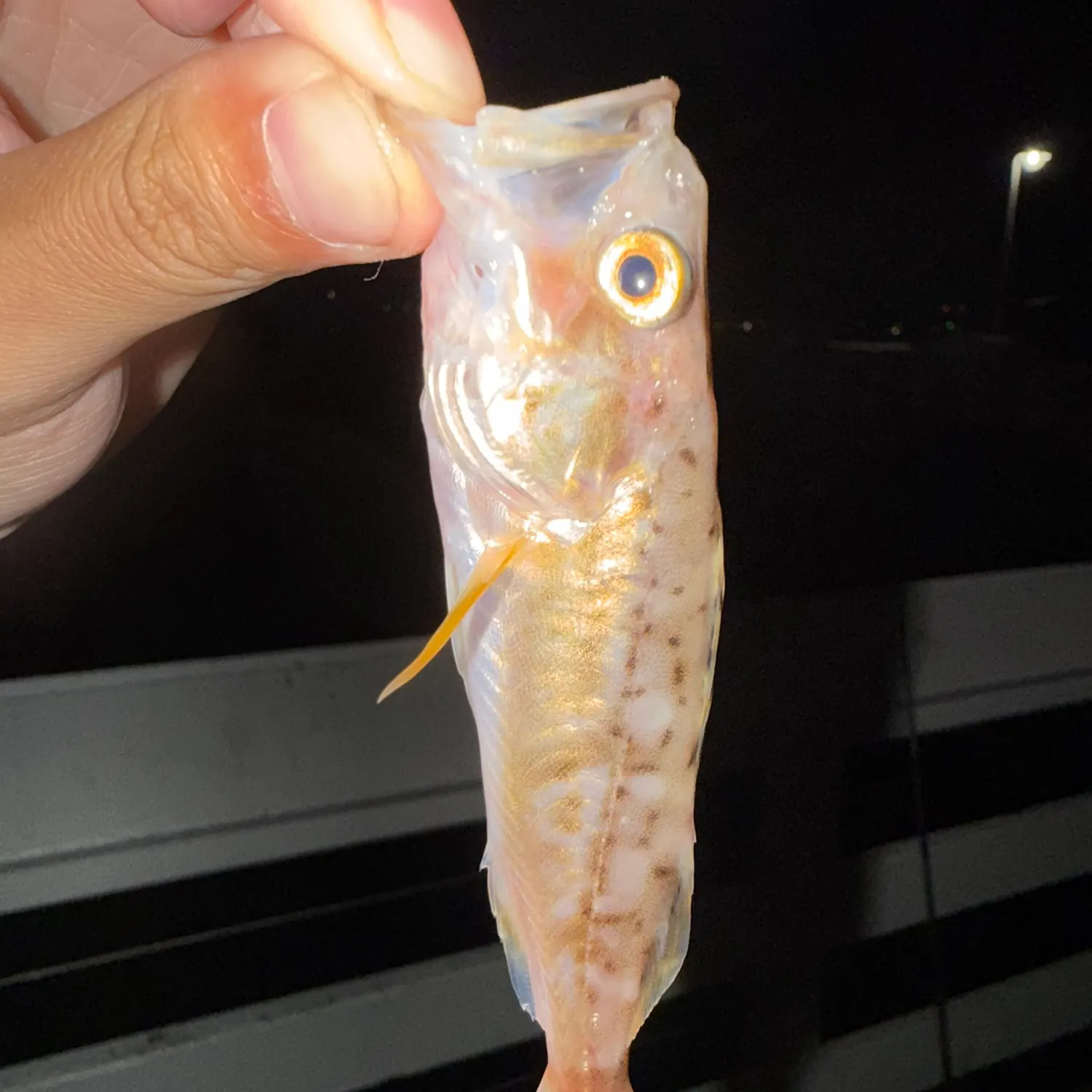 Bocaccio rockfish caught on Fishbrain