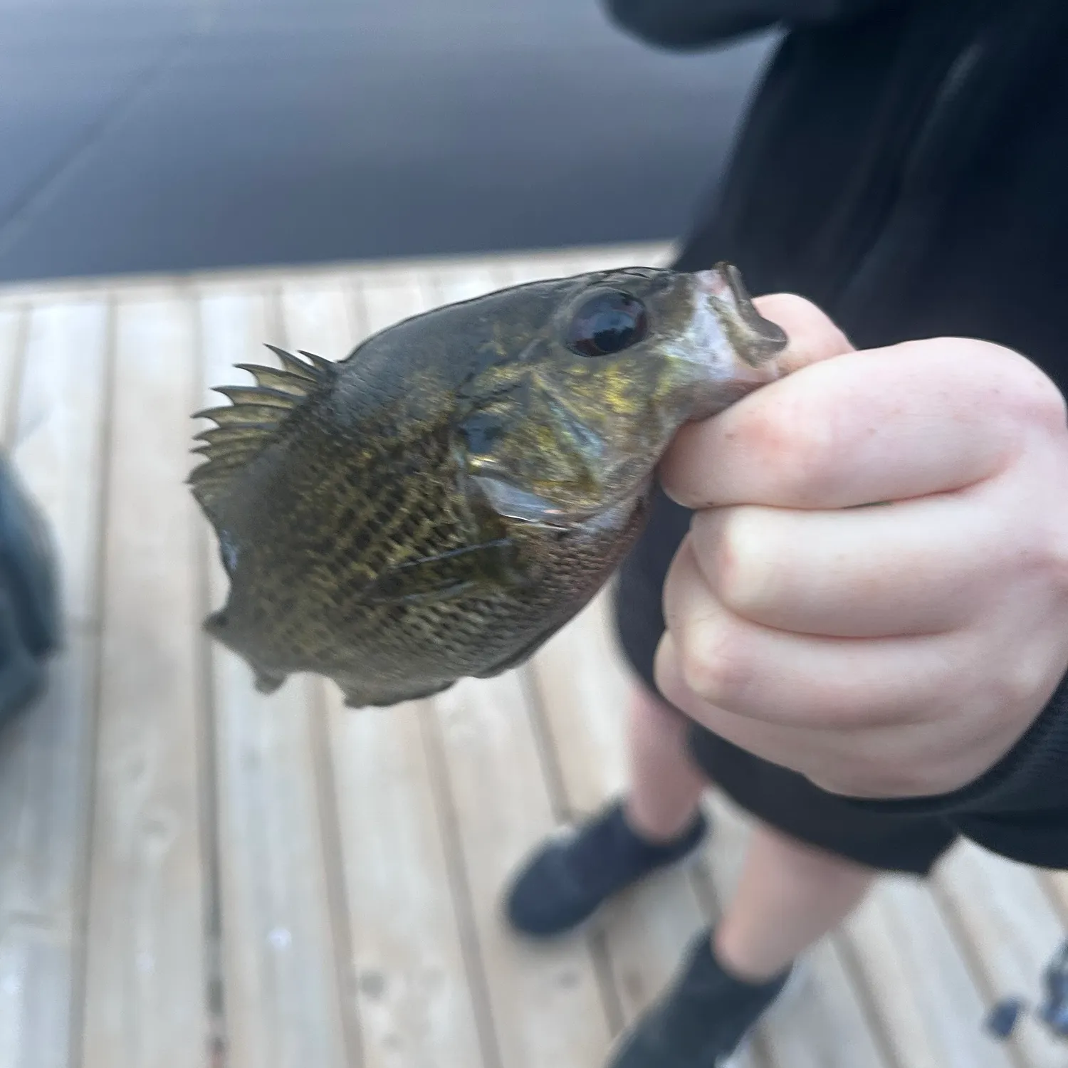 Rock bass caught on Fishbrain