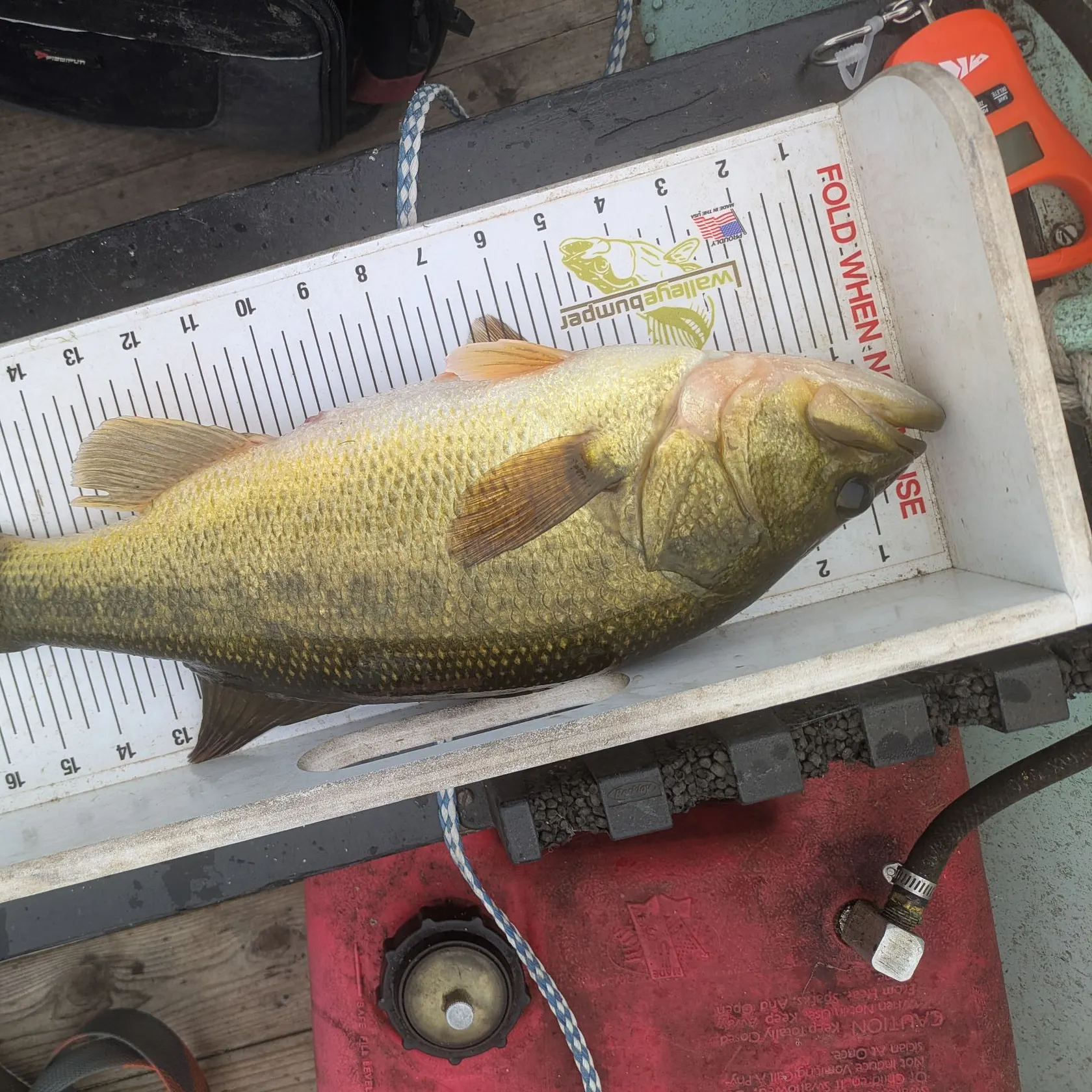 Largemouth bass caught on Fishbrain
