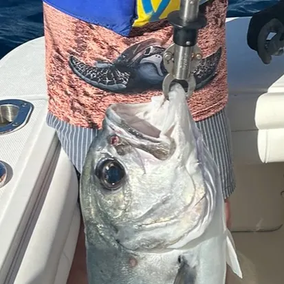 The most recent Crevalle jack catches on Fishbrain