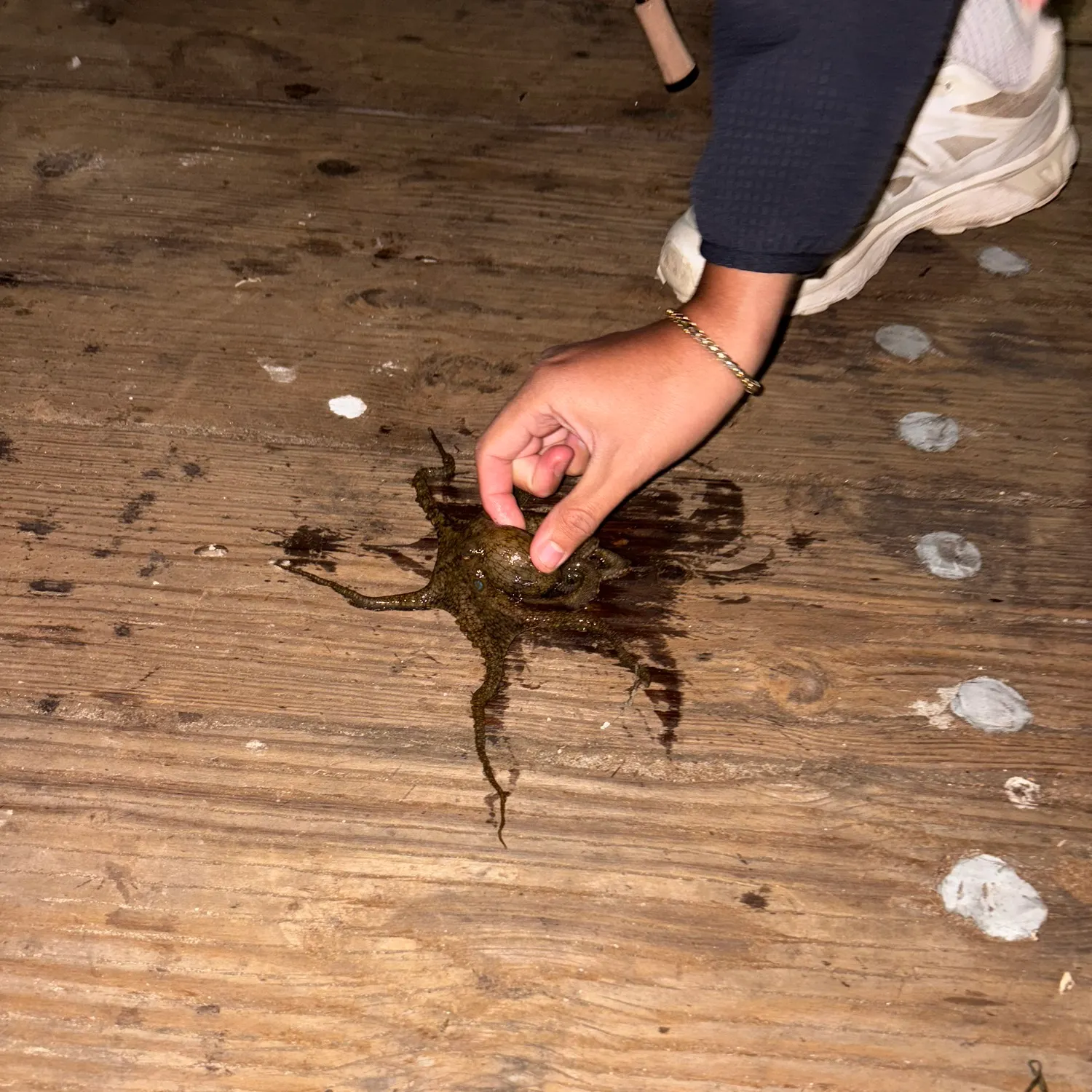 The most recent Common octopus catches on Fishbrain