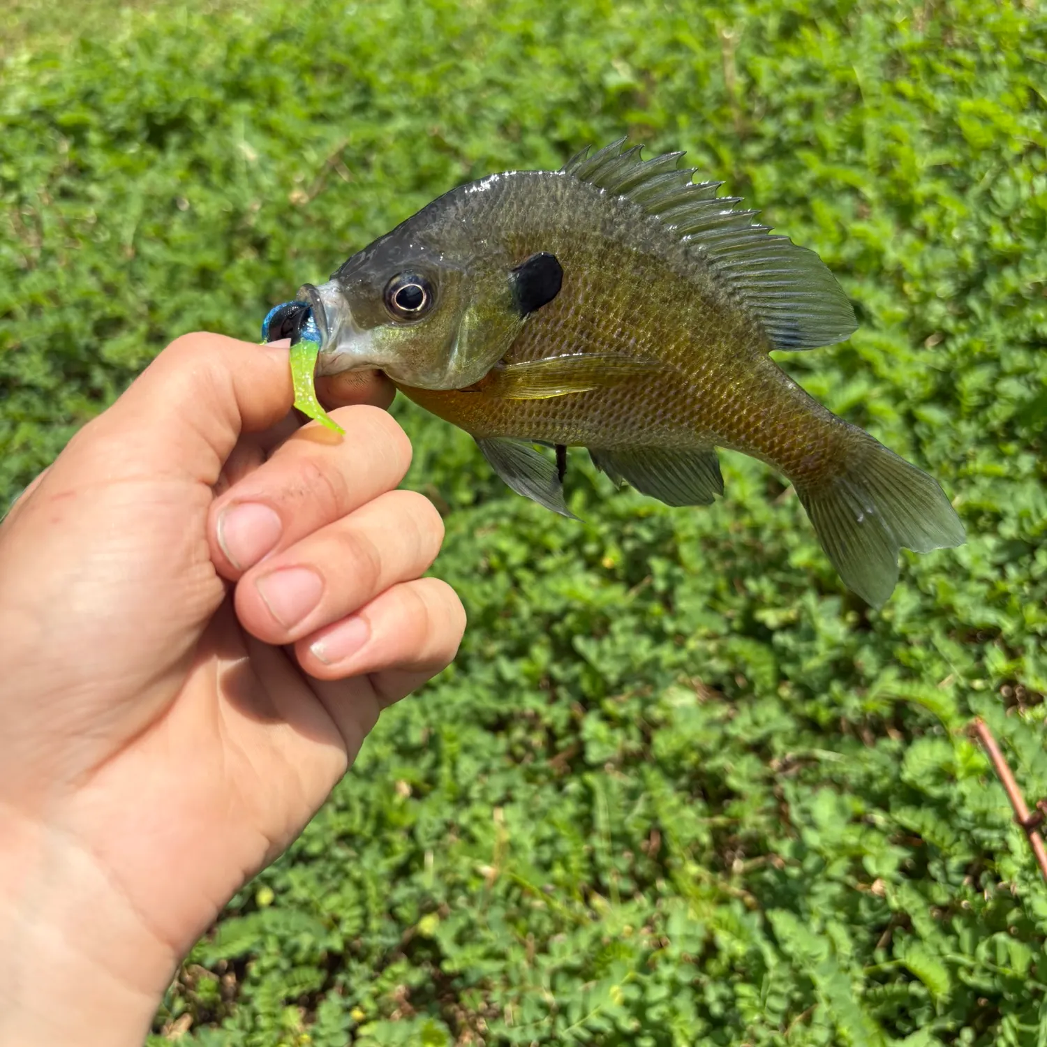 Bluegill caught on Fishbrain