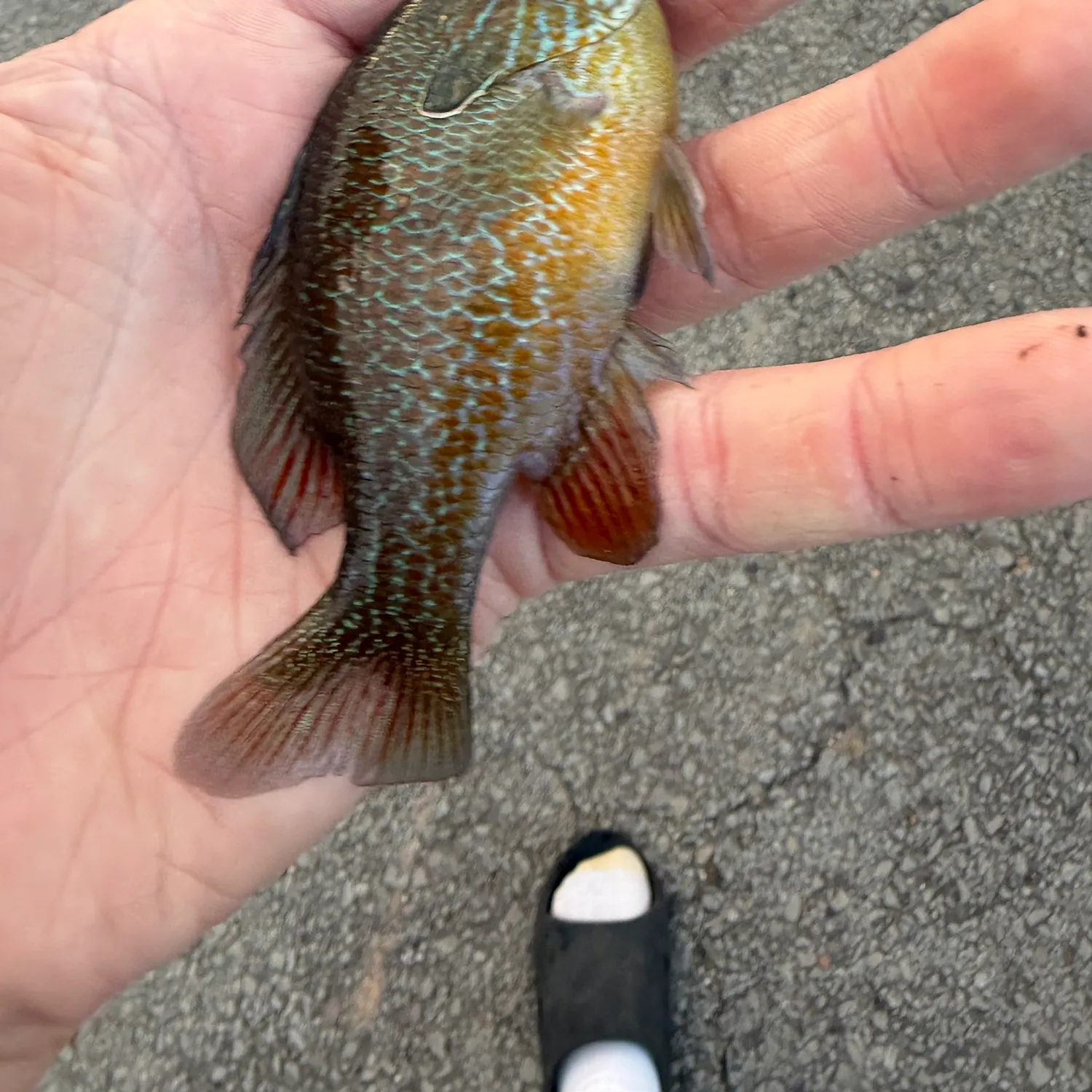 Plains longear sunfish caught on Fishbrain