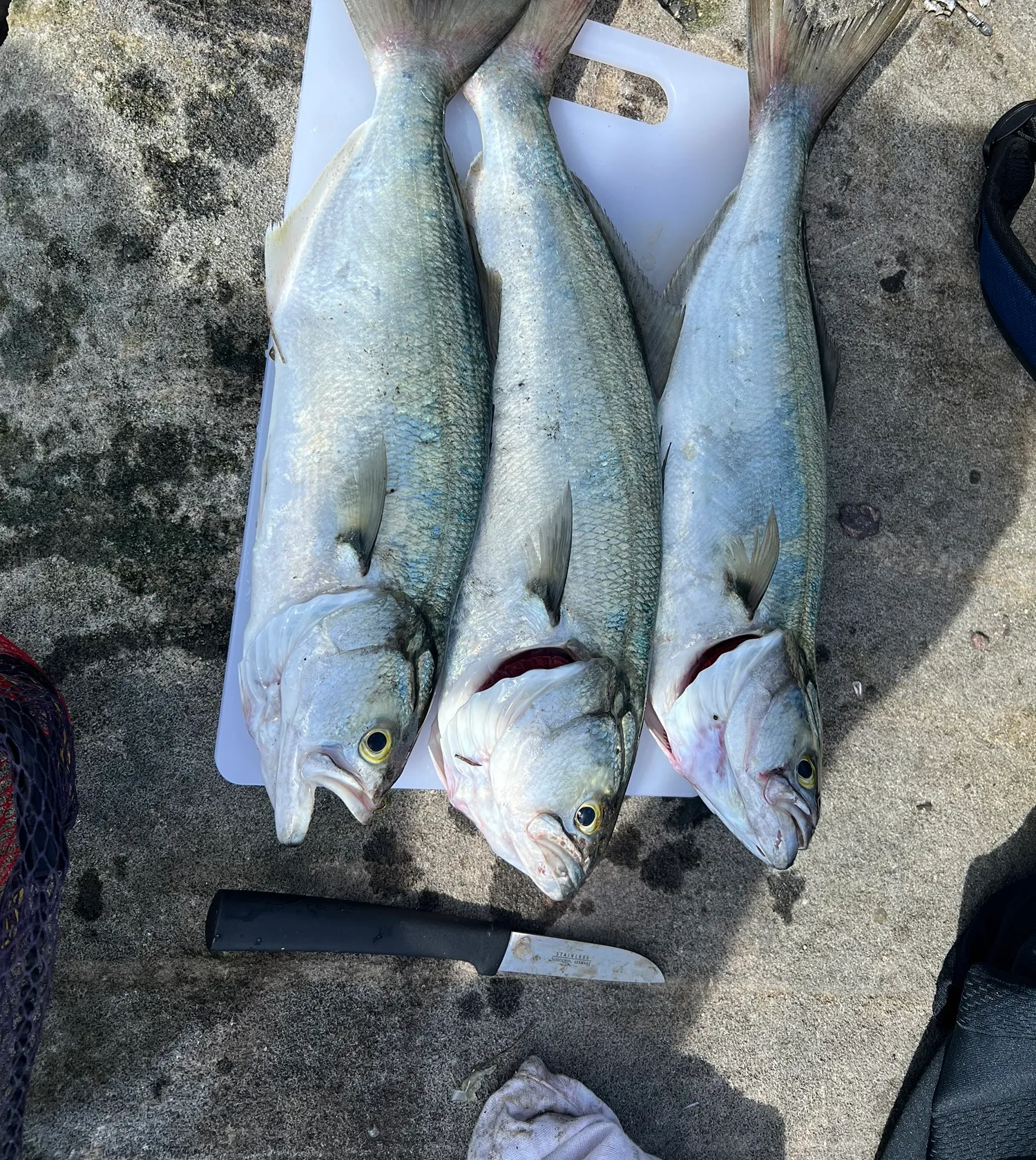 recently logged catches