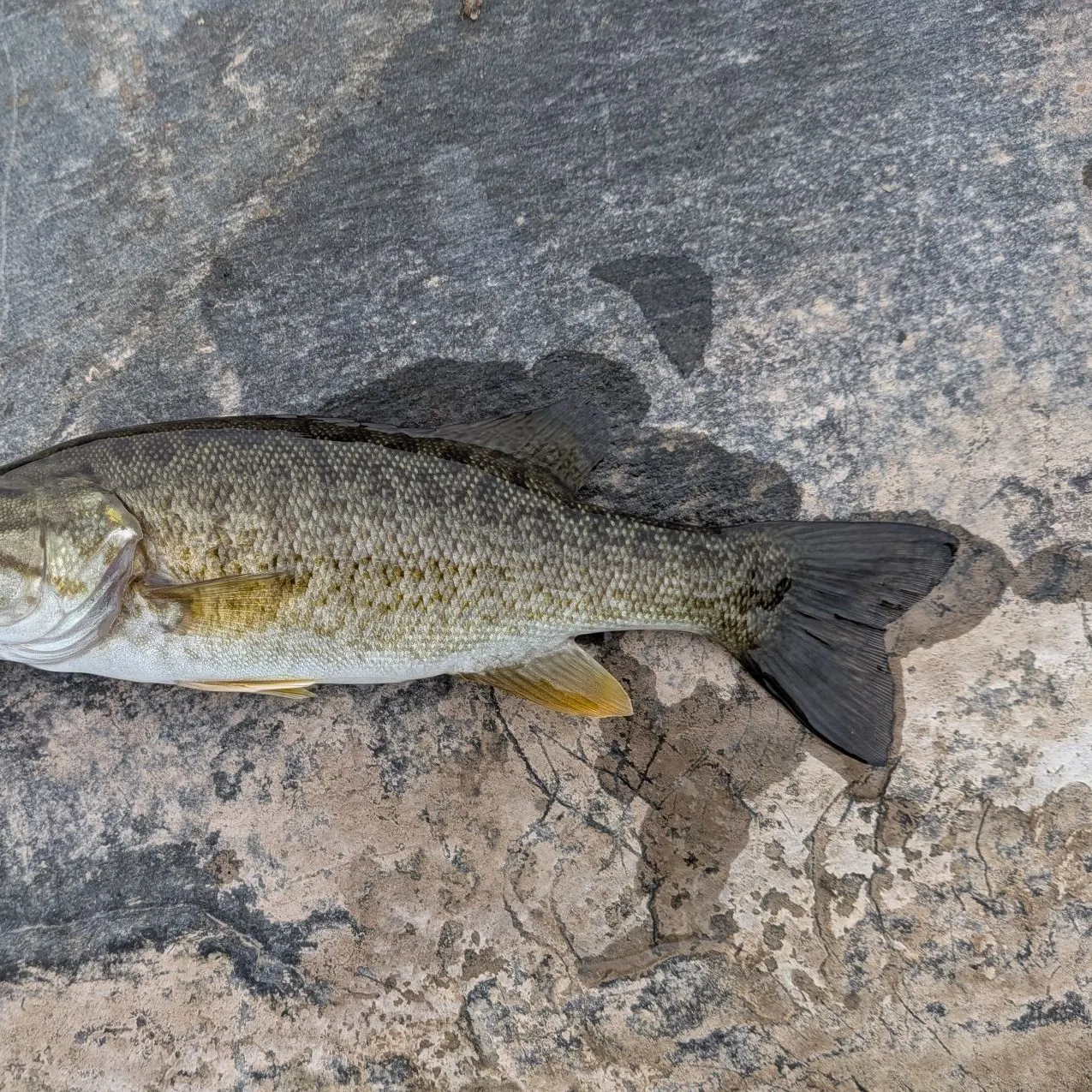 Smallmouth bass caught on Fishbrain