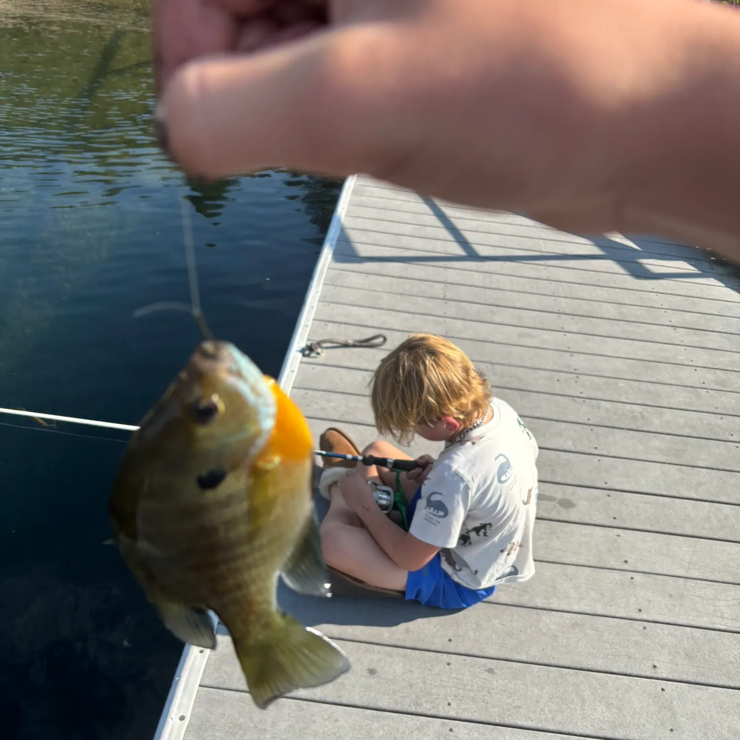 Bluegill caught on Fishbrain