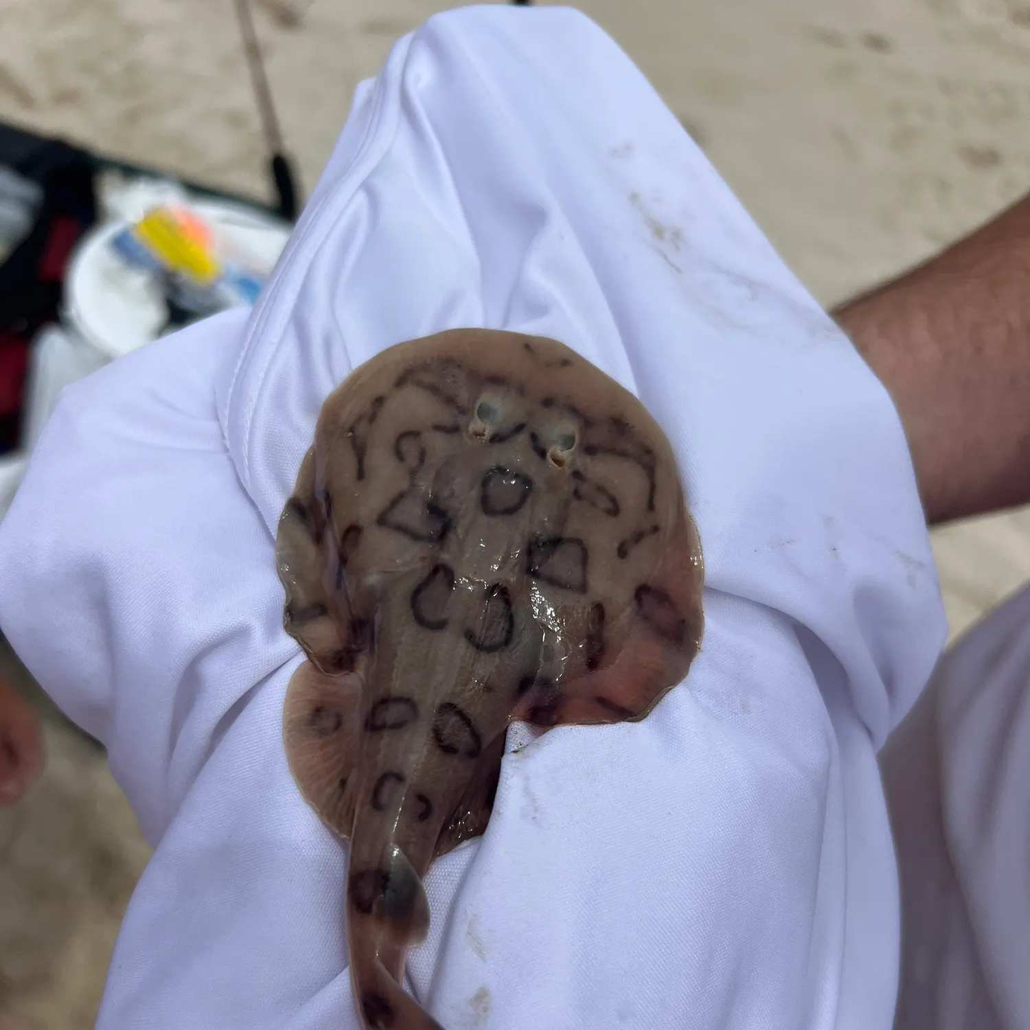 The most recent Ocellate river stingray catches on Fishbrain