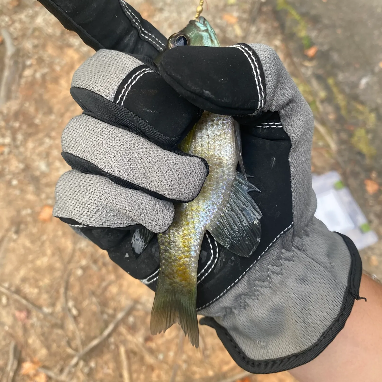 Bluegill caught on Fishbrain