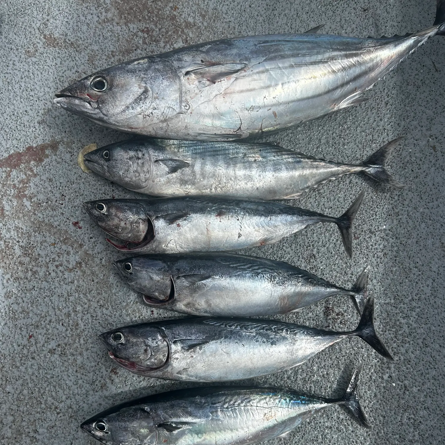Skipjack tuna caught on Fishbrain