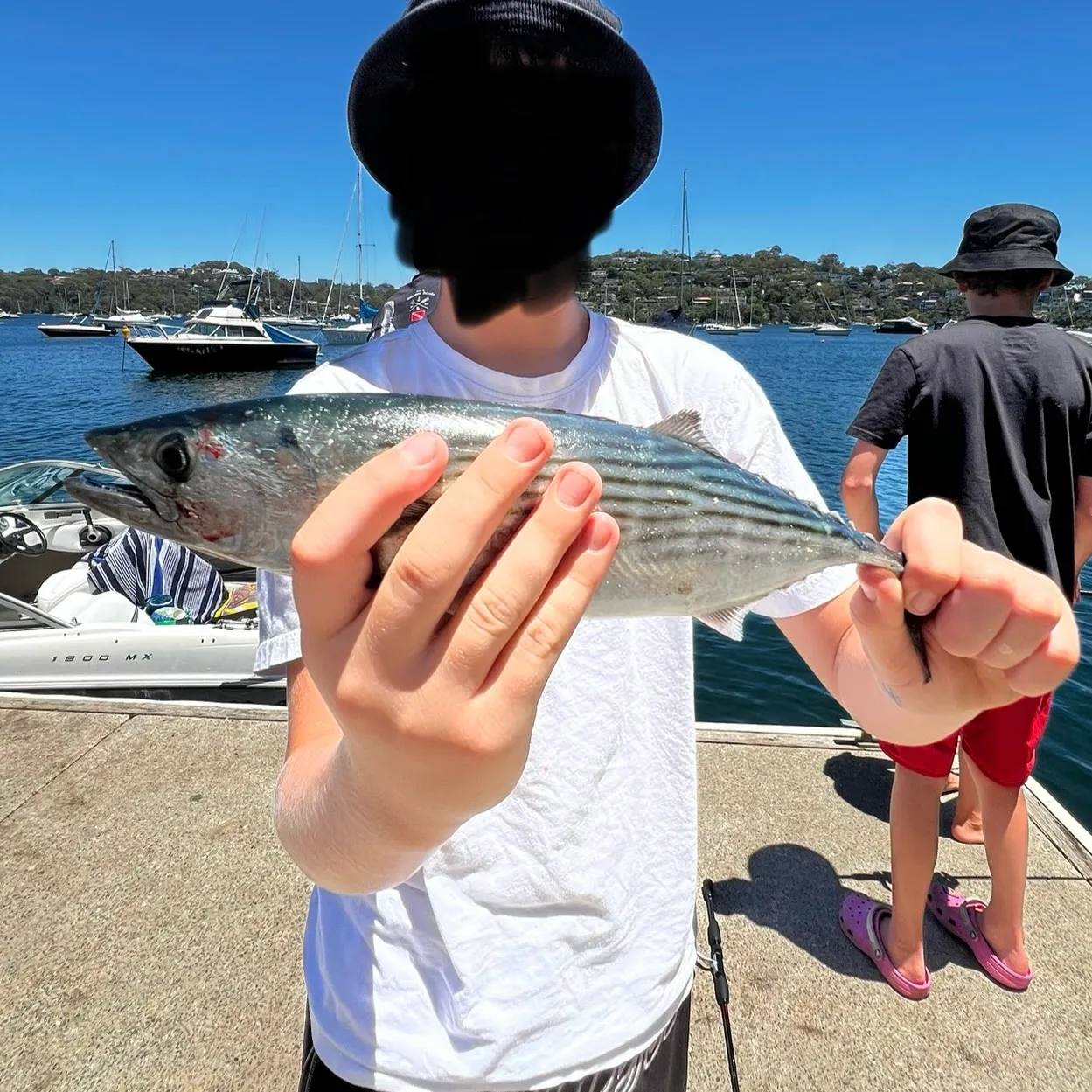 The most recent Australian bonito catches on Fishbrain