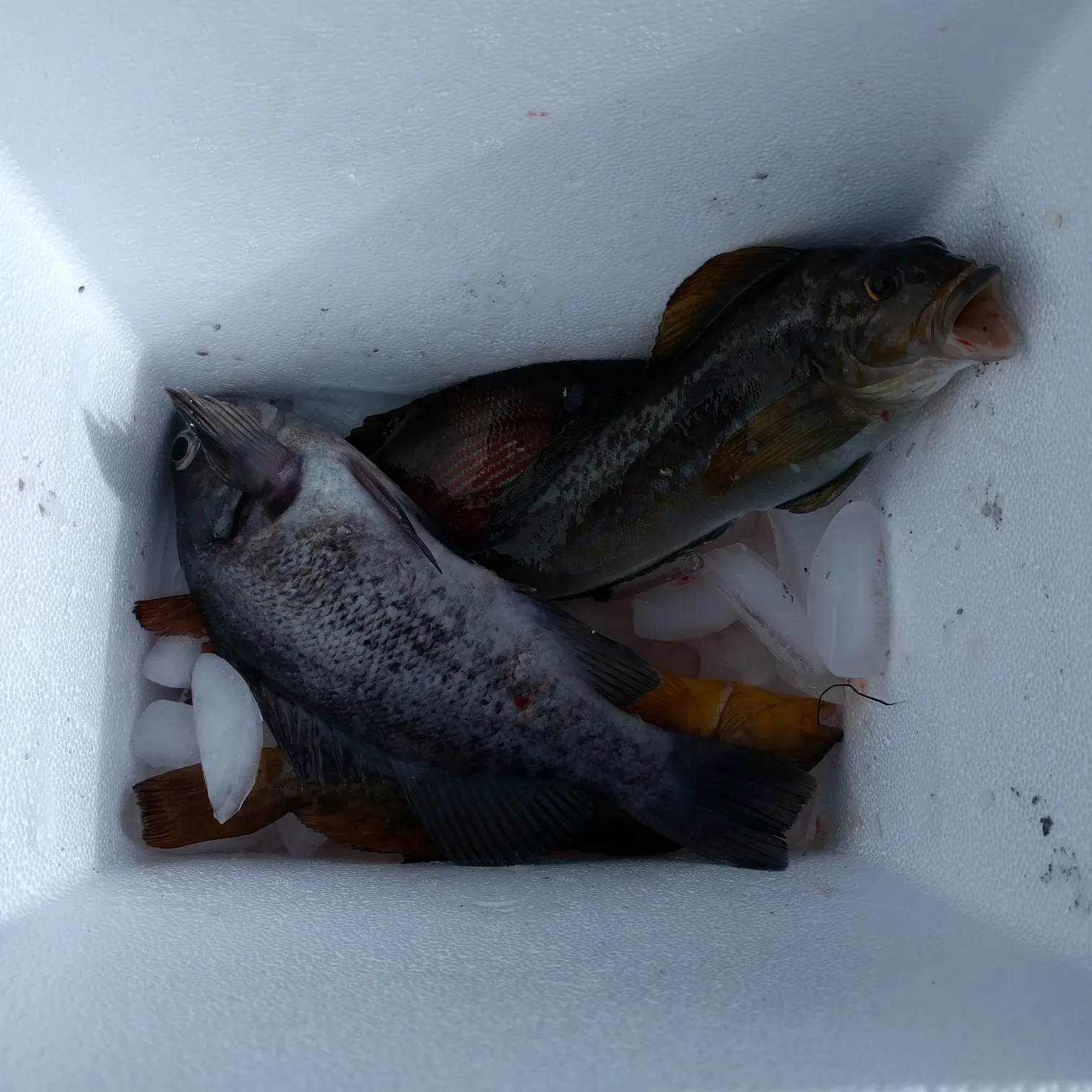 Post image from Patrick_star29